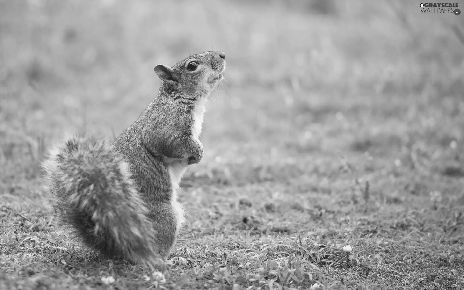 grass, squirrel, Meadow