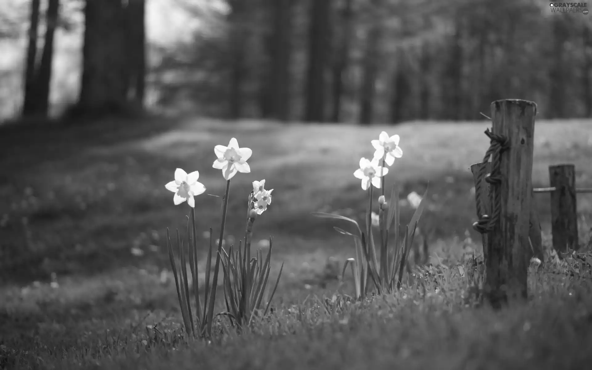 trees, viewes, car in the meadow, grass, narcissus