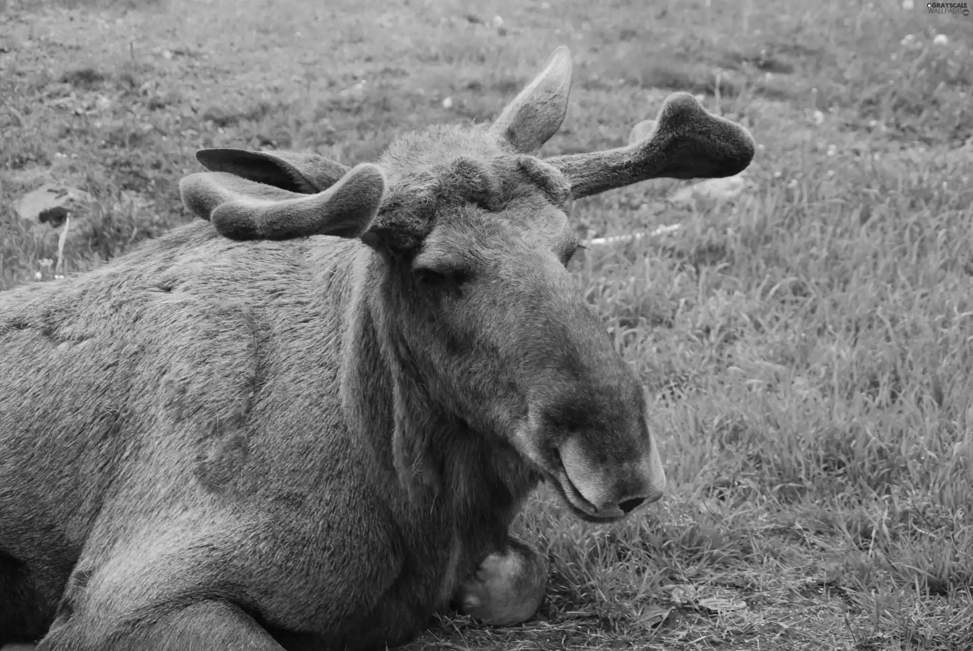 moose, grass