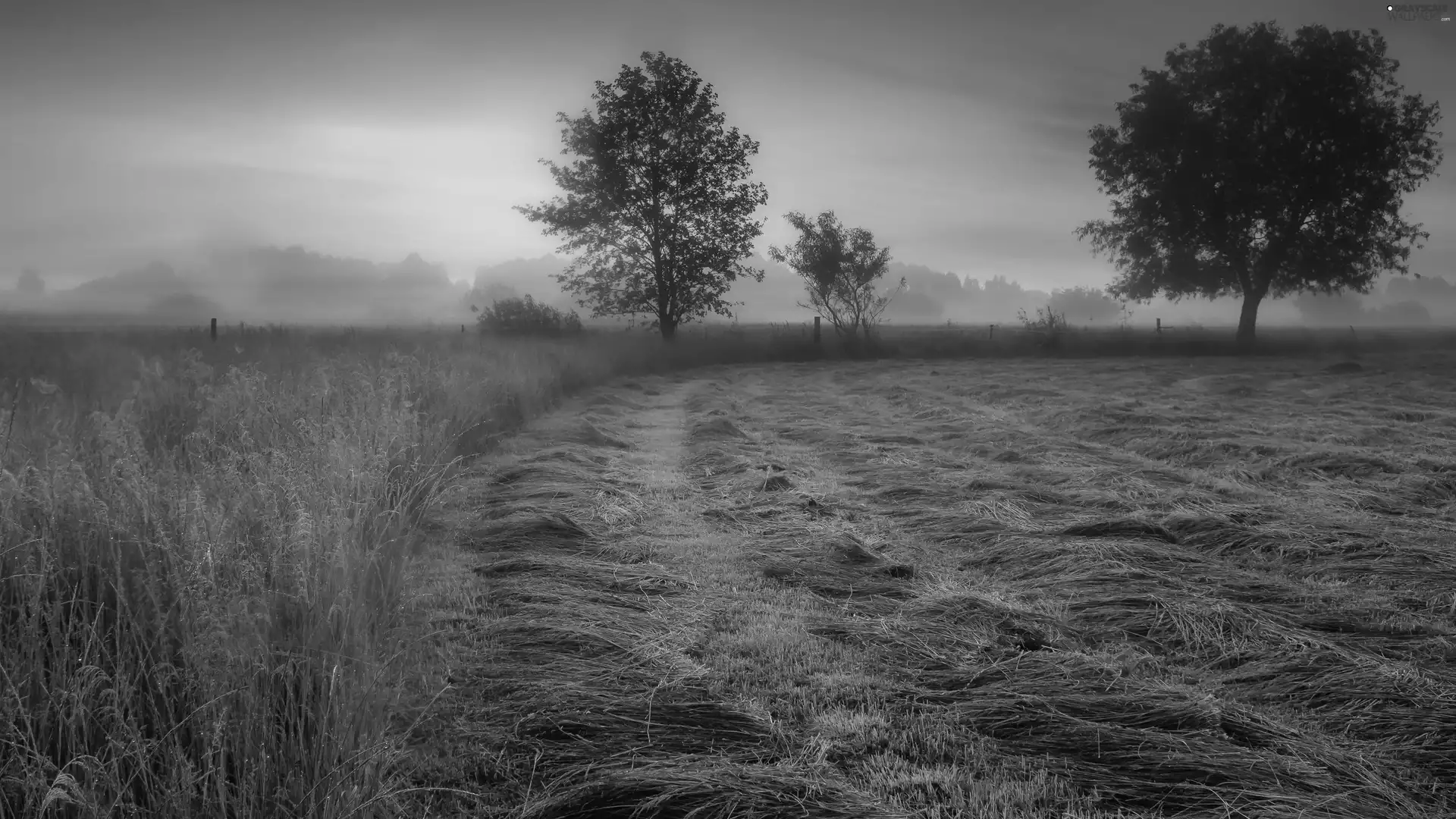 trees, Fog, morning, grass, Meadow, viewes, Sunrise