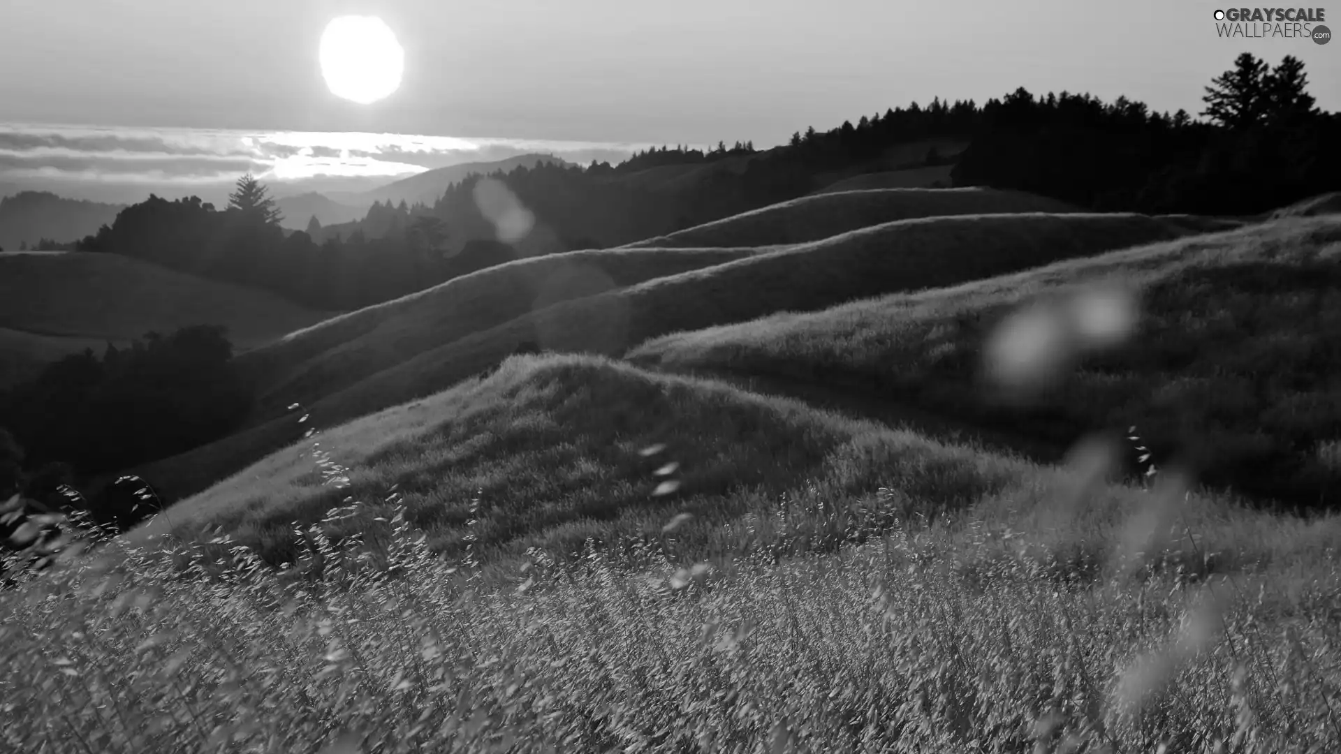 rays, west, grass, Mountains, forest, sun