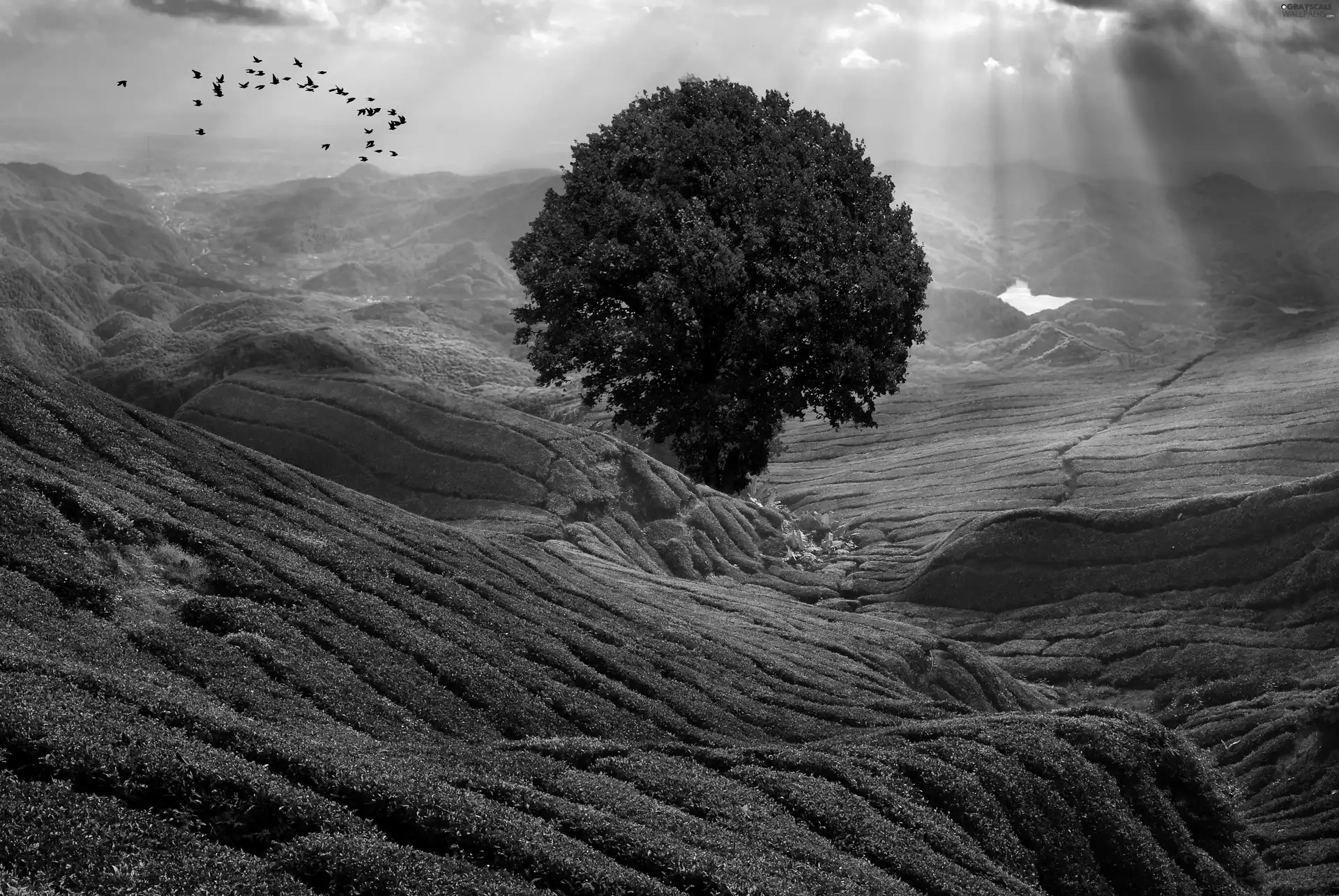 grass, Mountains, landscape, View, trees
