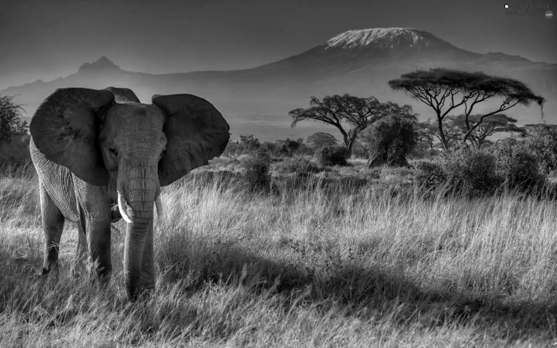 trees, Elephant, grass, Mountains, viewes, india