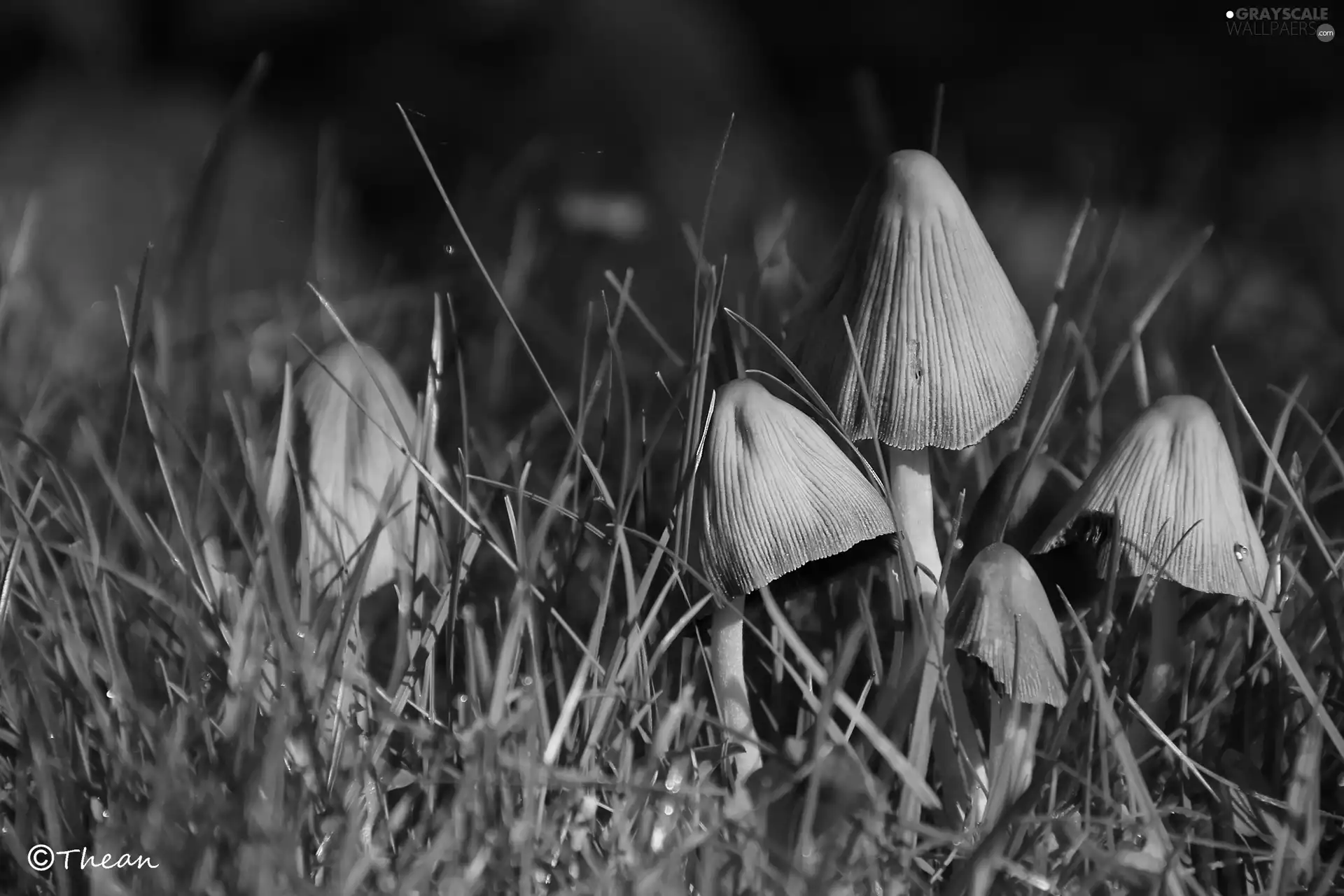 mushroom, grass