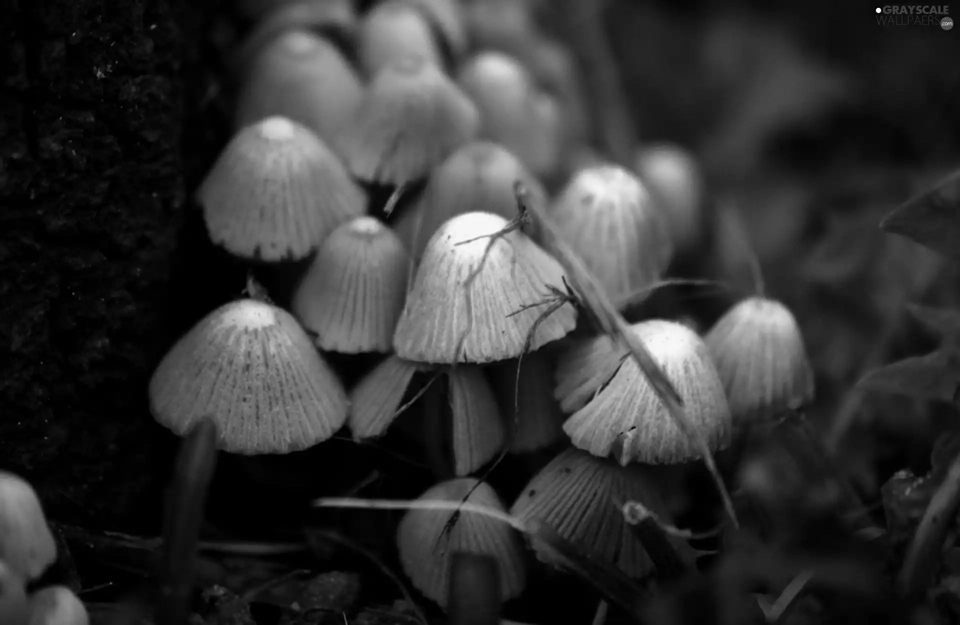 mushrooms, grass