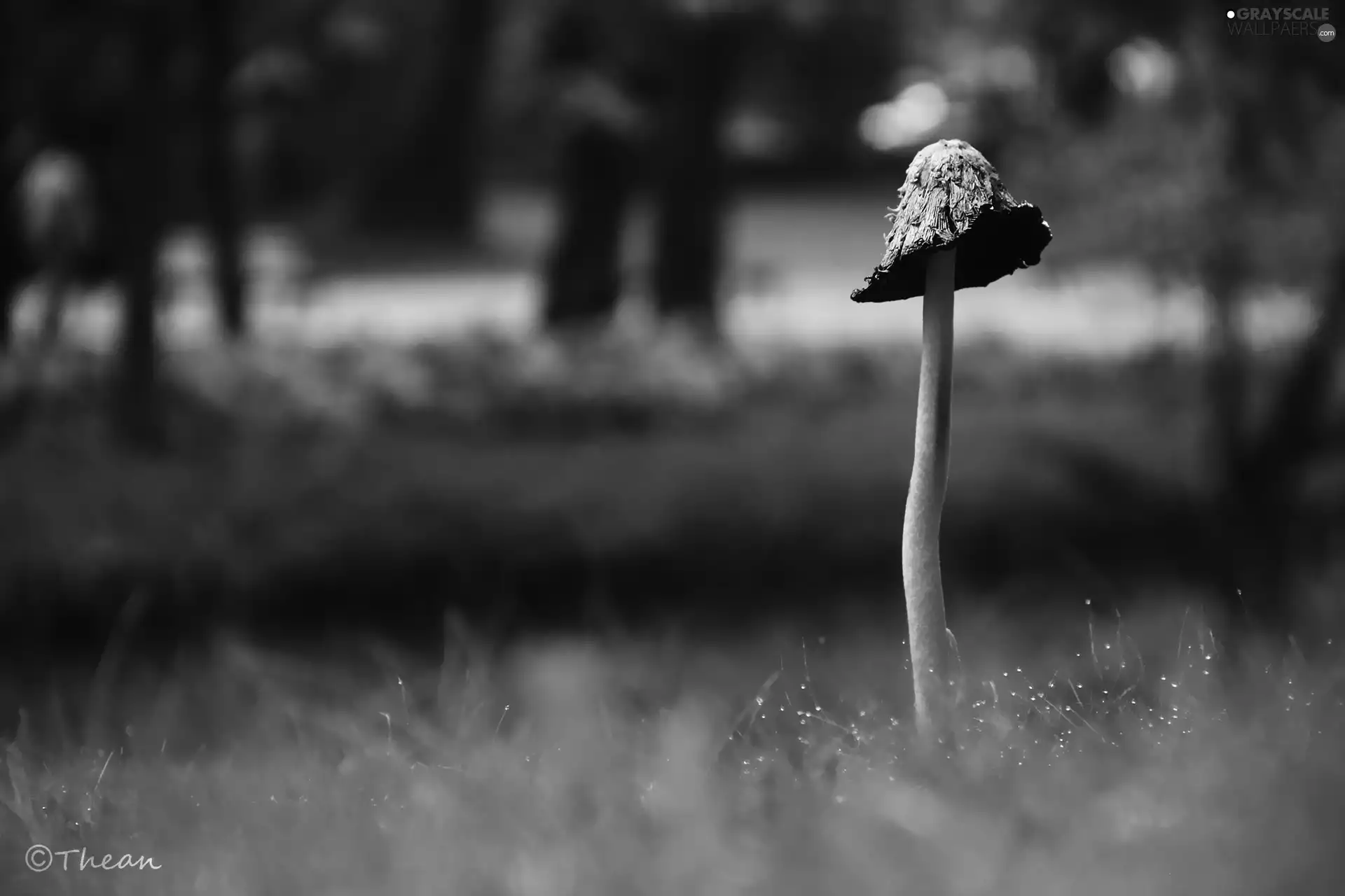 Mushrooms, leg, grass, Hat