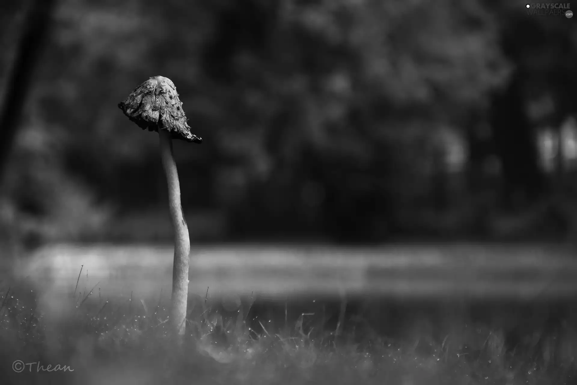 Mushrooms, leg, grass, Hat