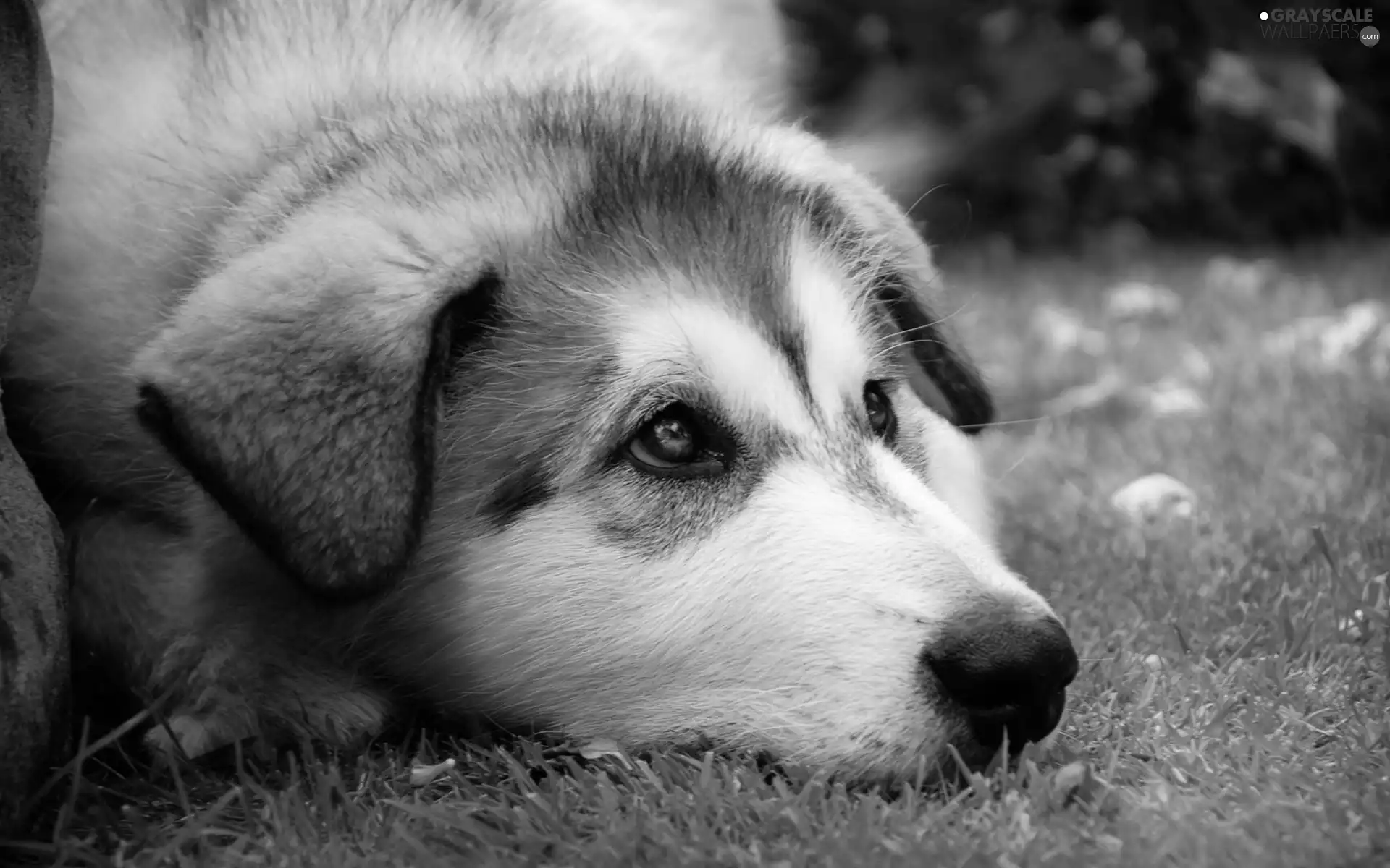 grass, Puppy, muzzle