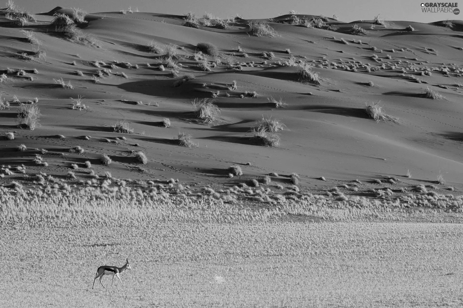 Clumps, Desert, grass, Namibia, dry, Antelope