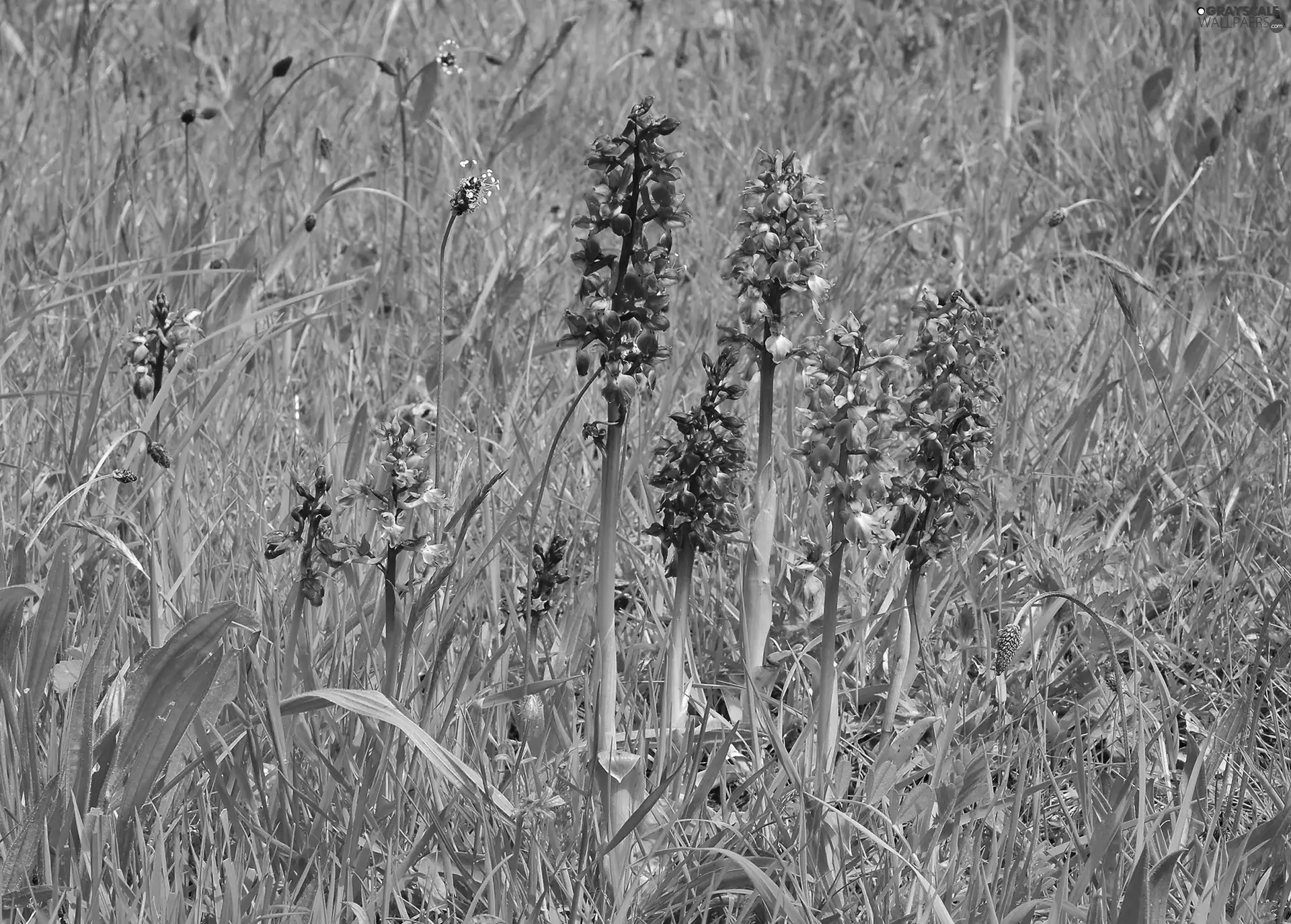 orchids, grass