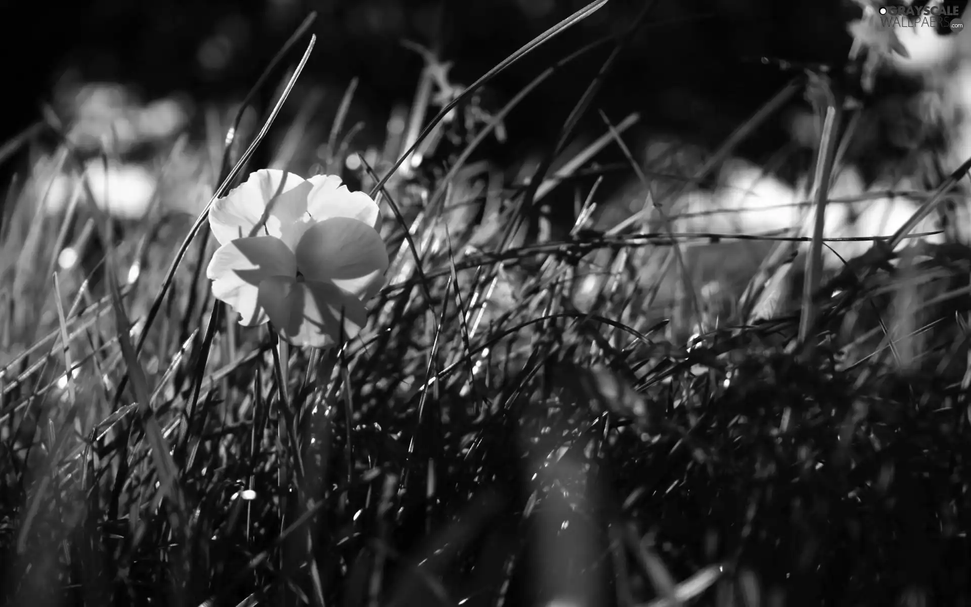 grass, Yellow, pansy