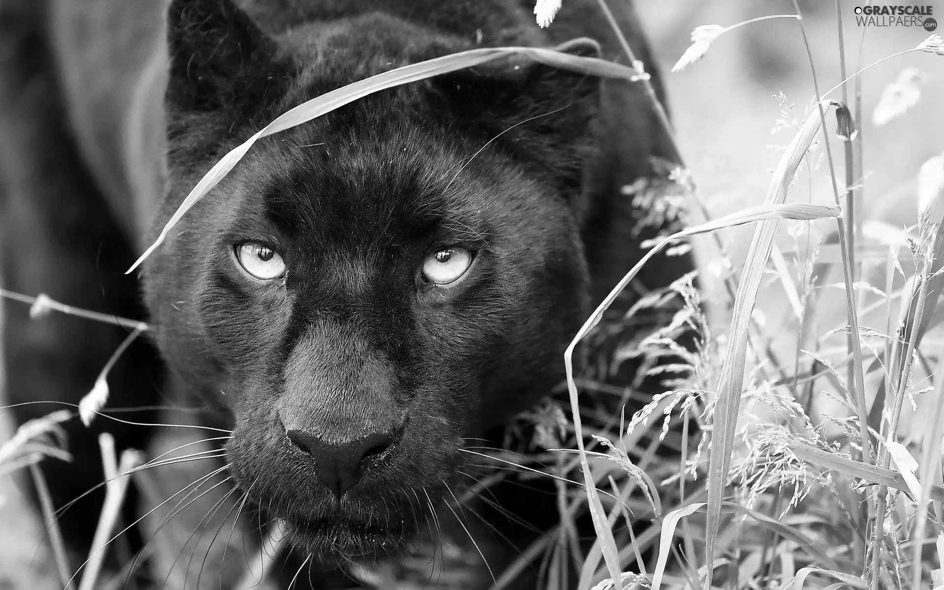 grass, black, Panther