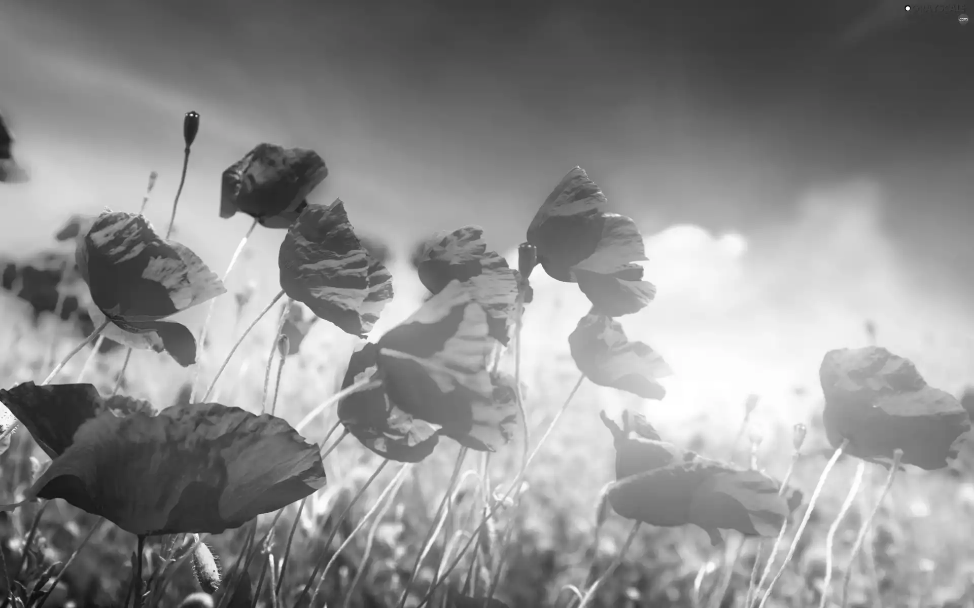 papavers, clouds, grass, Meadow