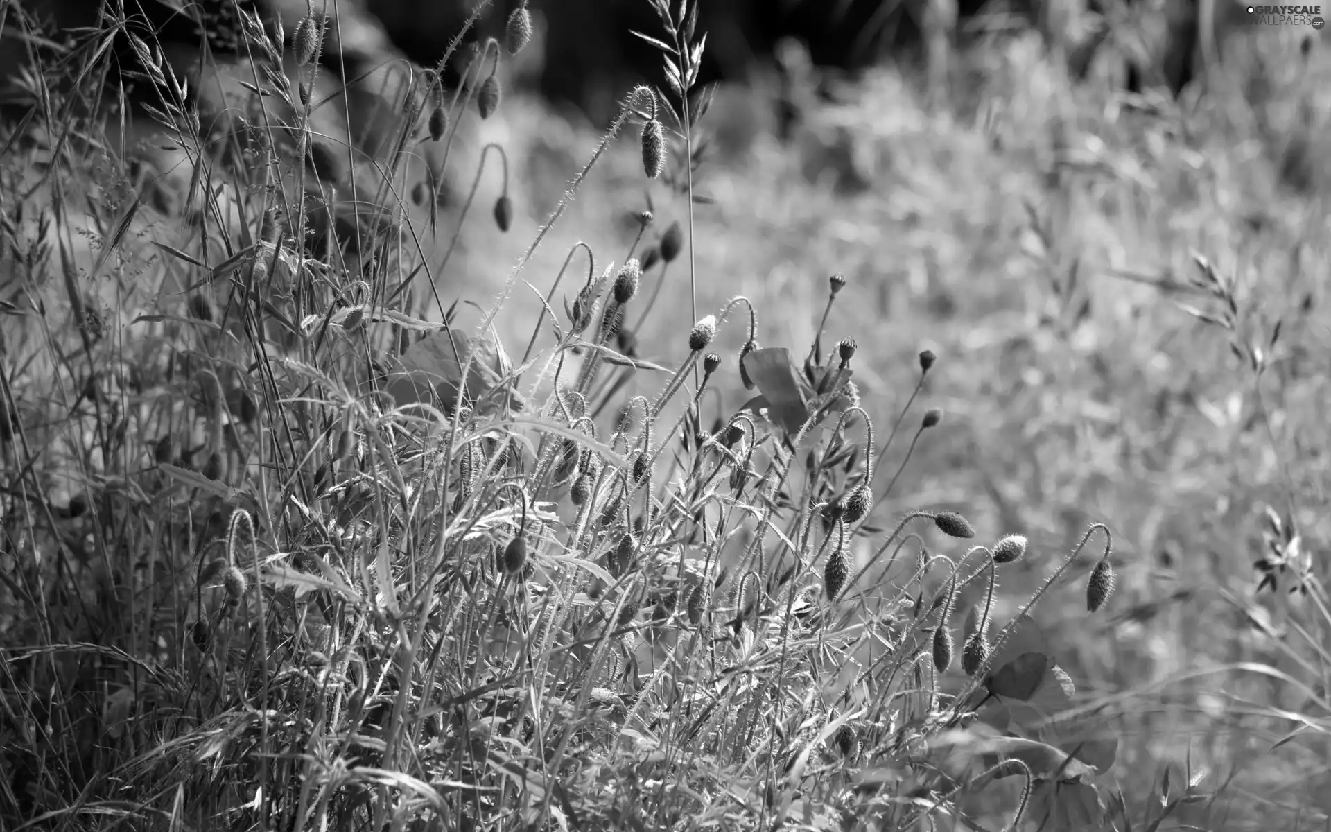 papavers, grass