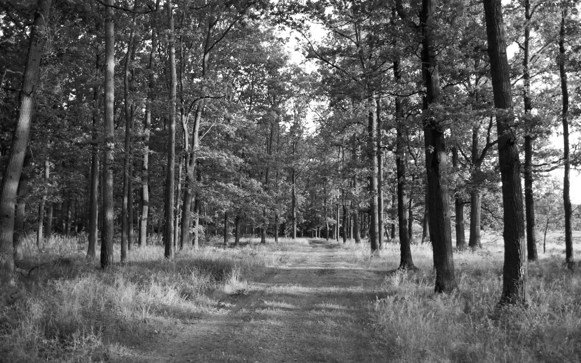 grass, Path, trees, viewes, forest