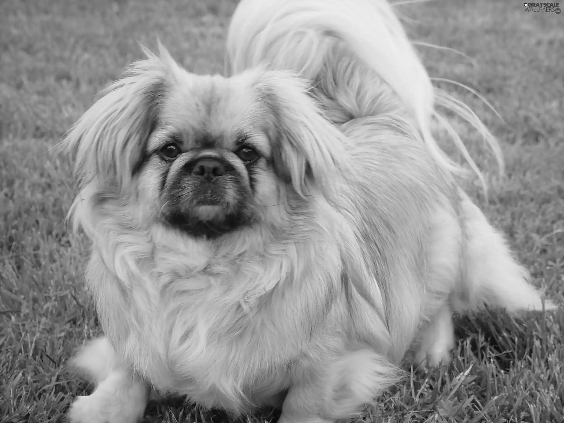 pekinese, grass