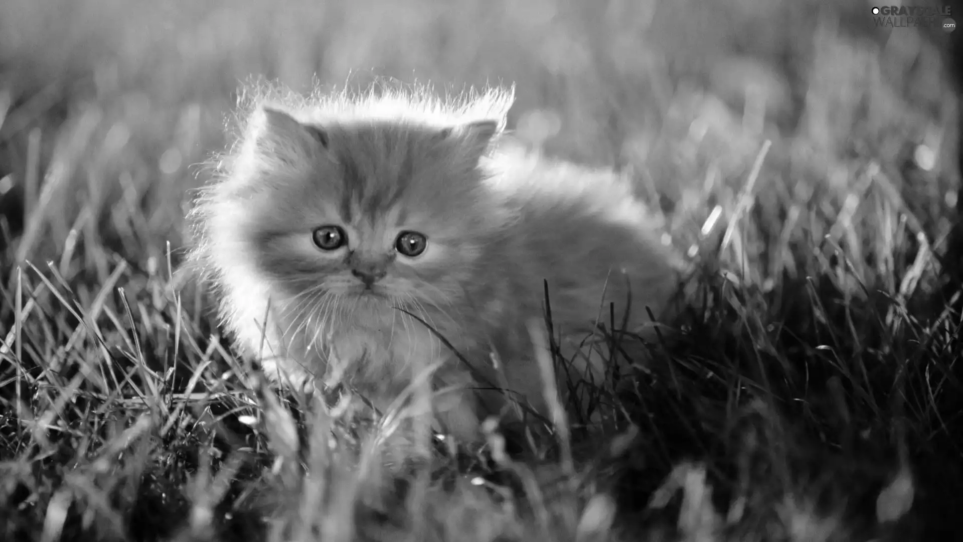 grass, kitten, persian