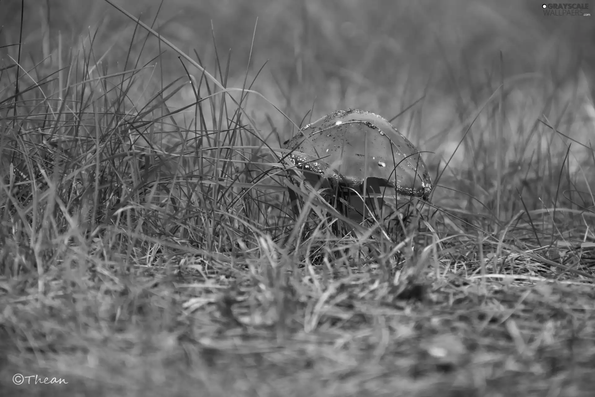Pink, Mushrooms, grass, toadstool