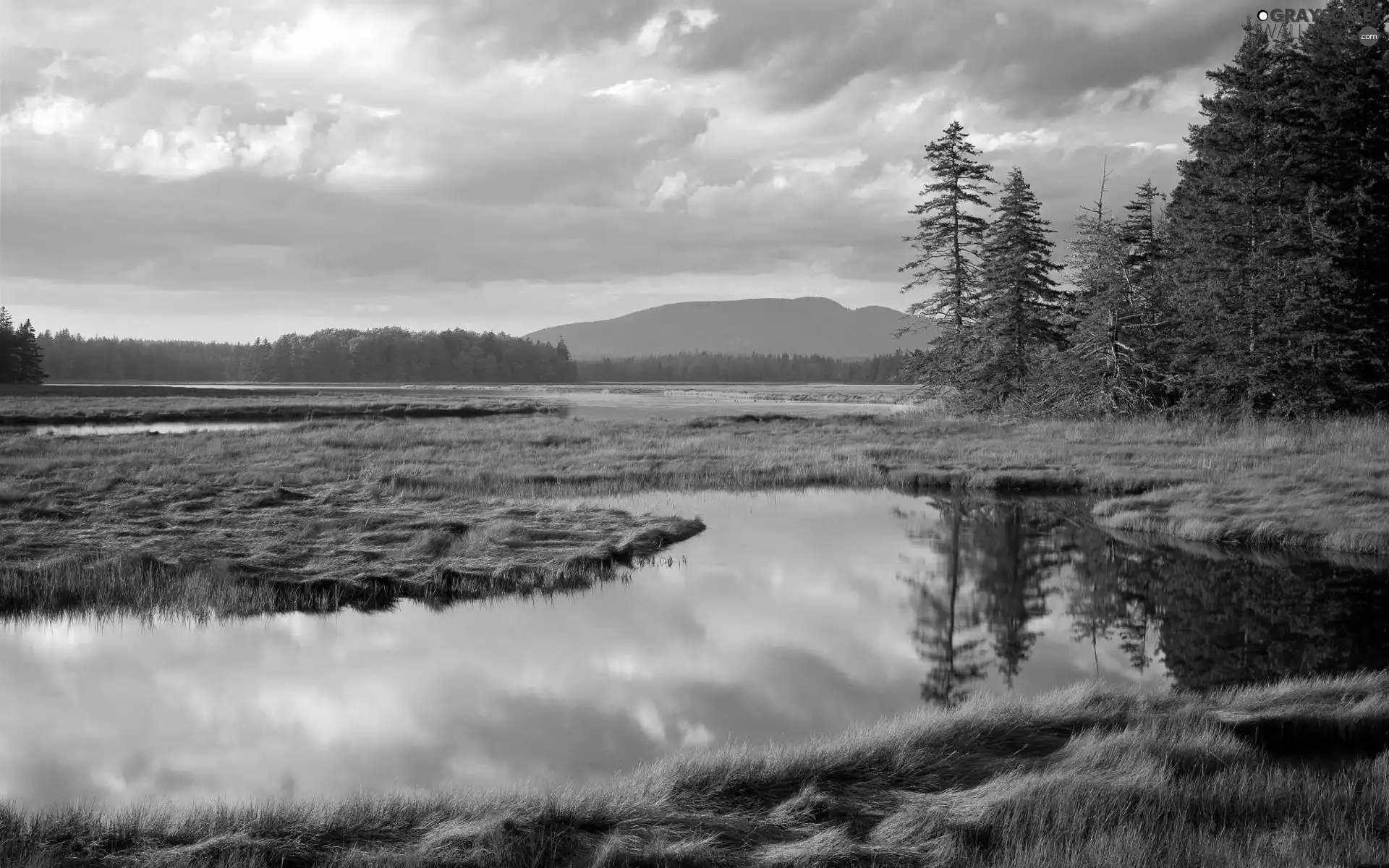 flood plain, Yellow, grass