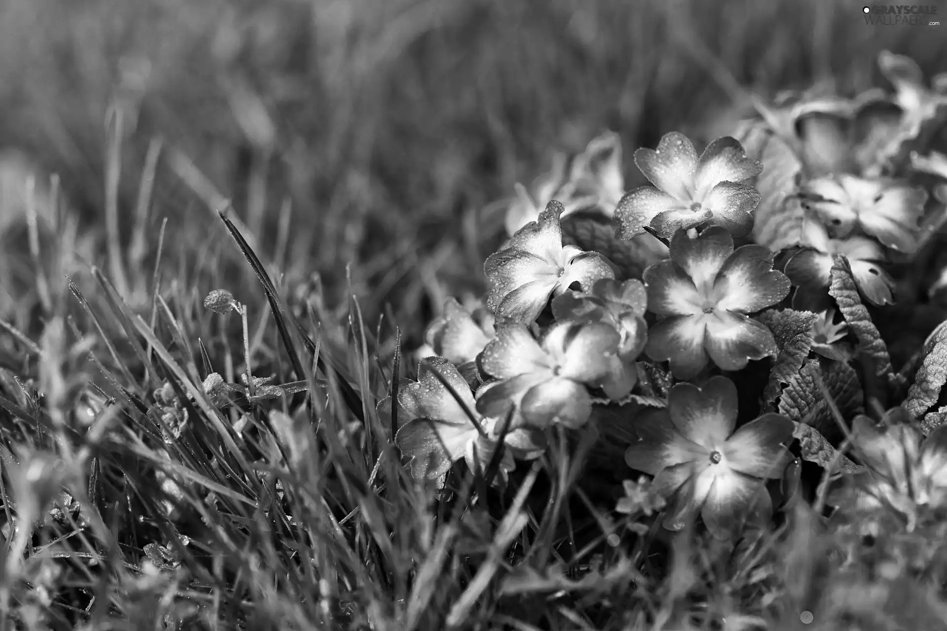 grass, Violet, primrose
