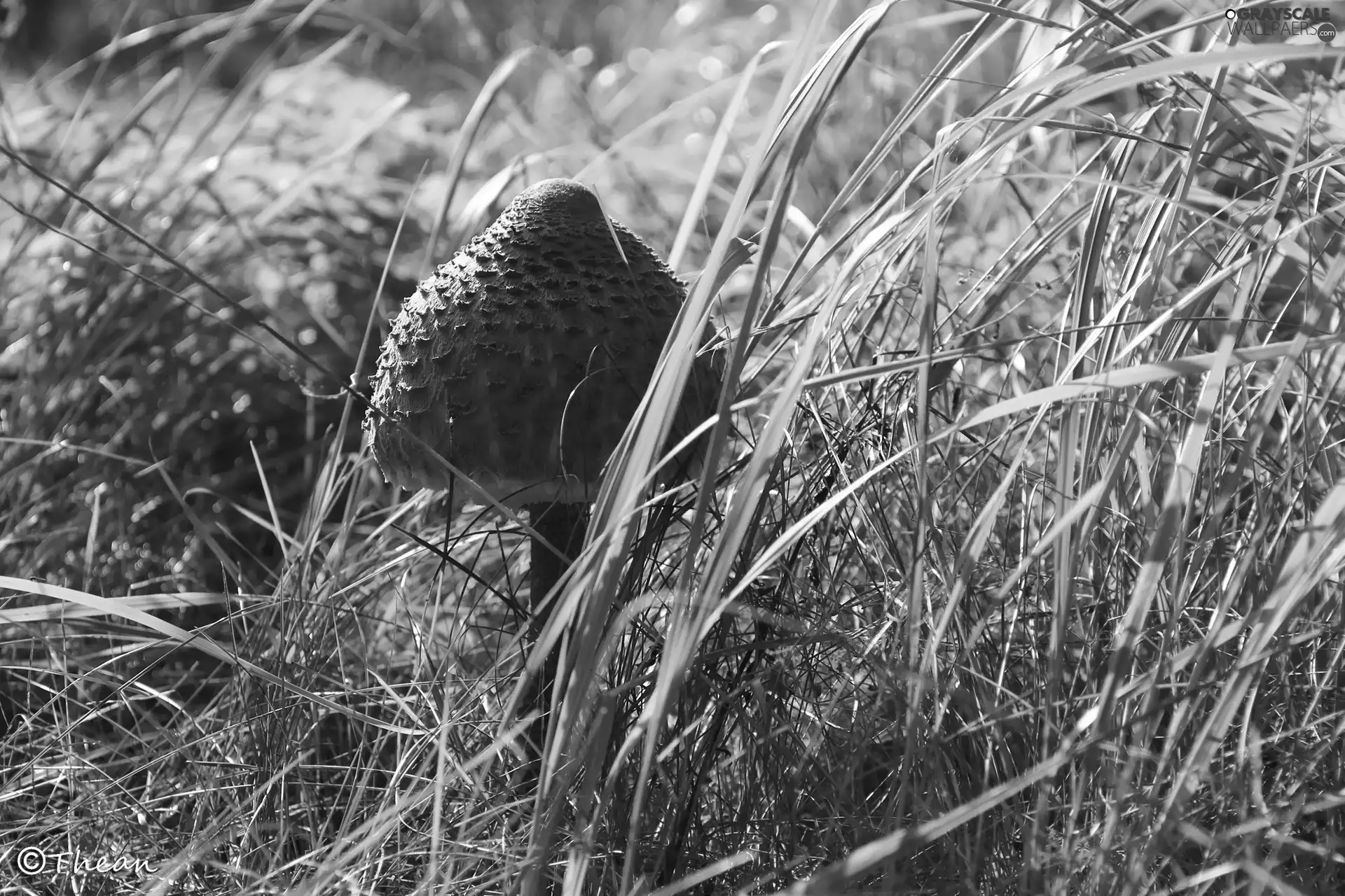 Macrolepiota Procera, Mushrooms, grass, owl