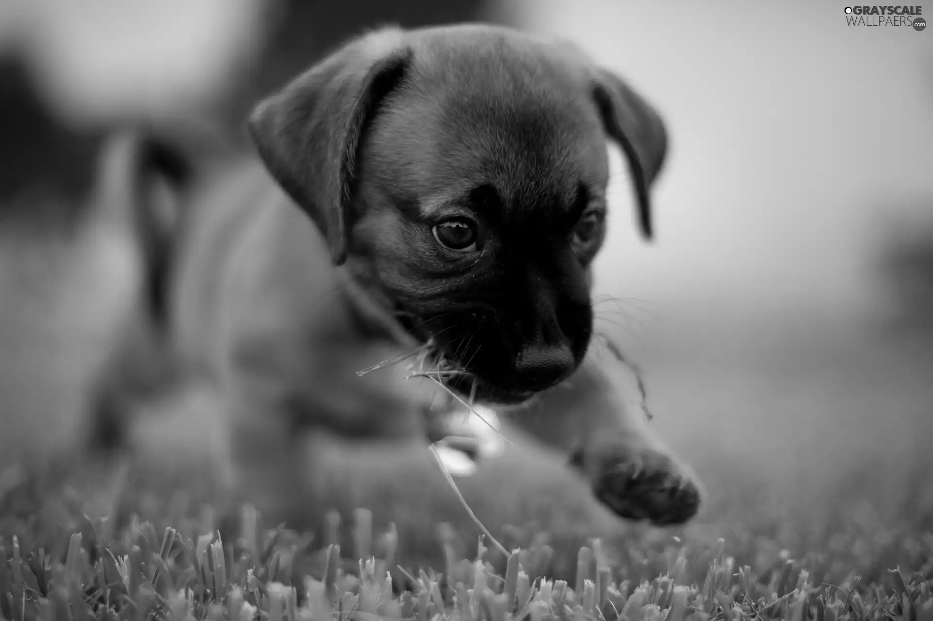 Bullmastiff, puppie, grass