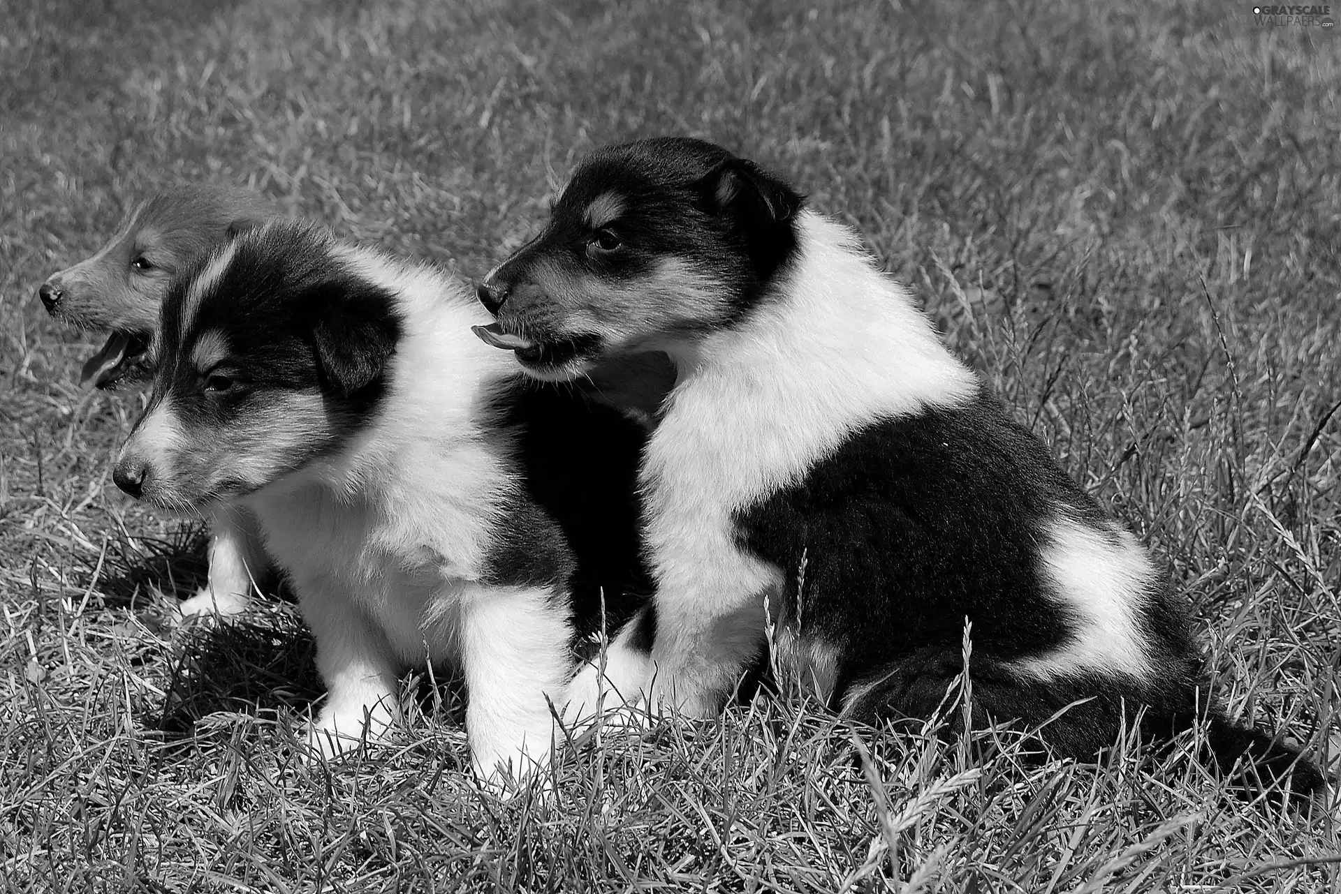 Dogs, grass, Scottish Shepherd, puppies