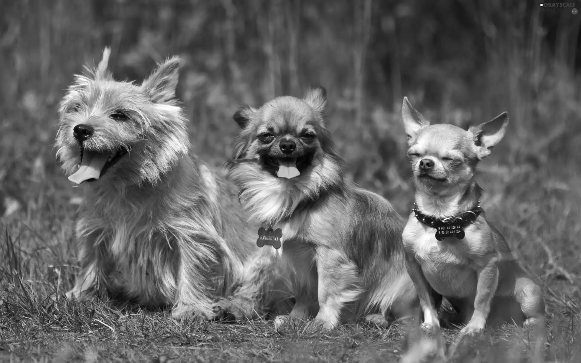 grass, Three, puppies