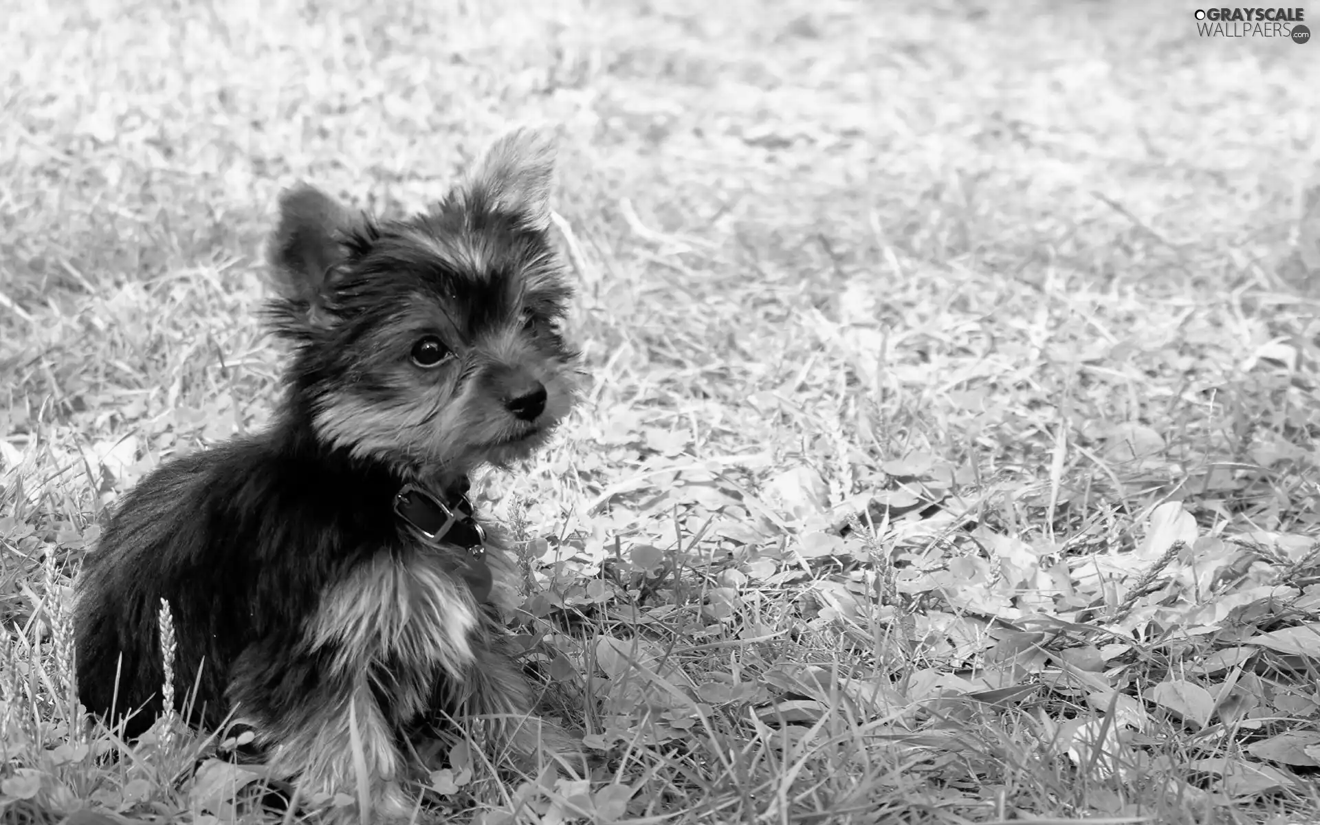 grass, dog, Puppy