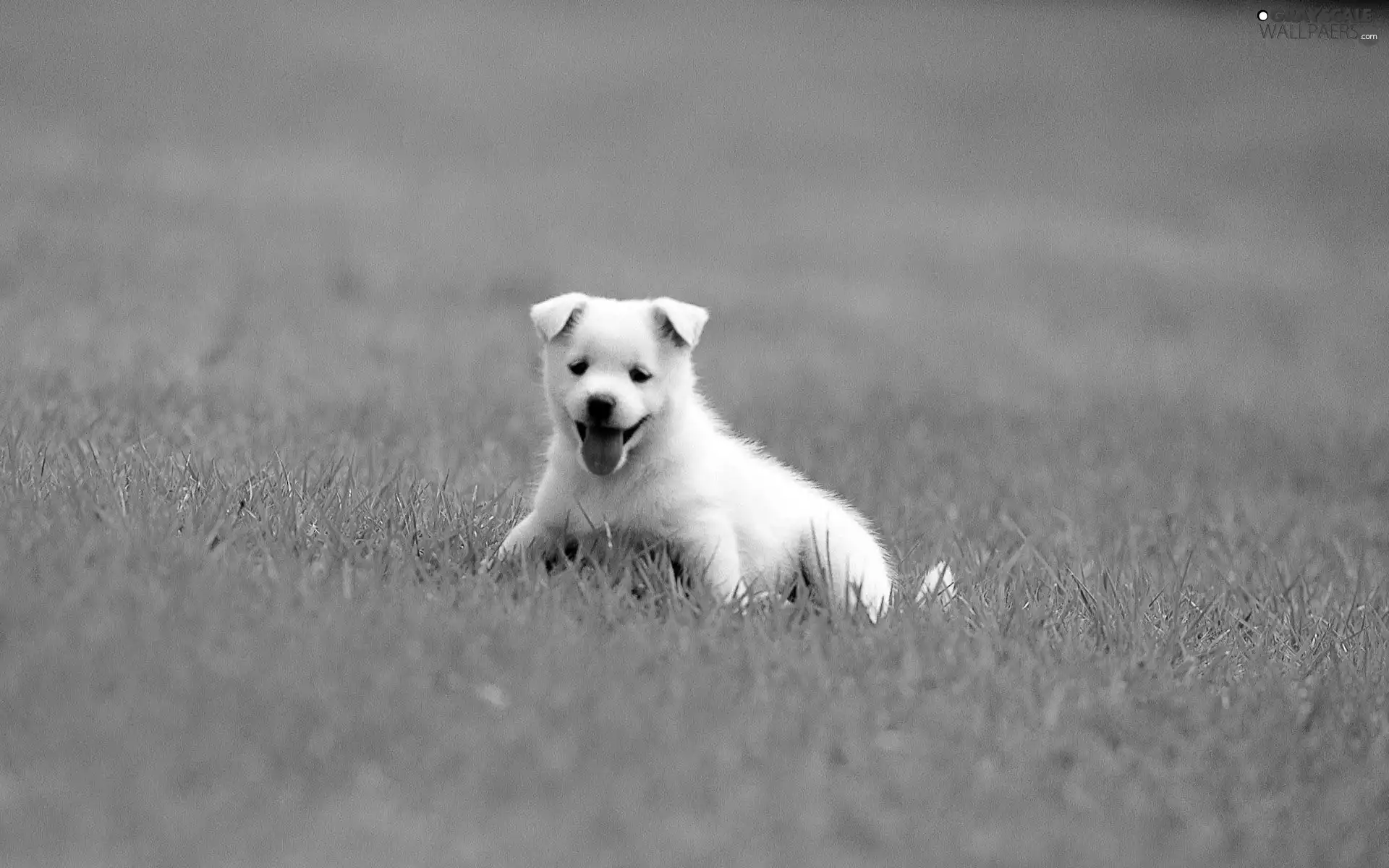 grass, White, Puppy