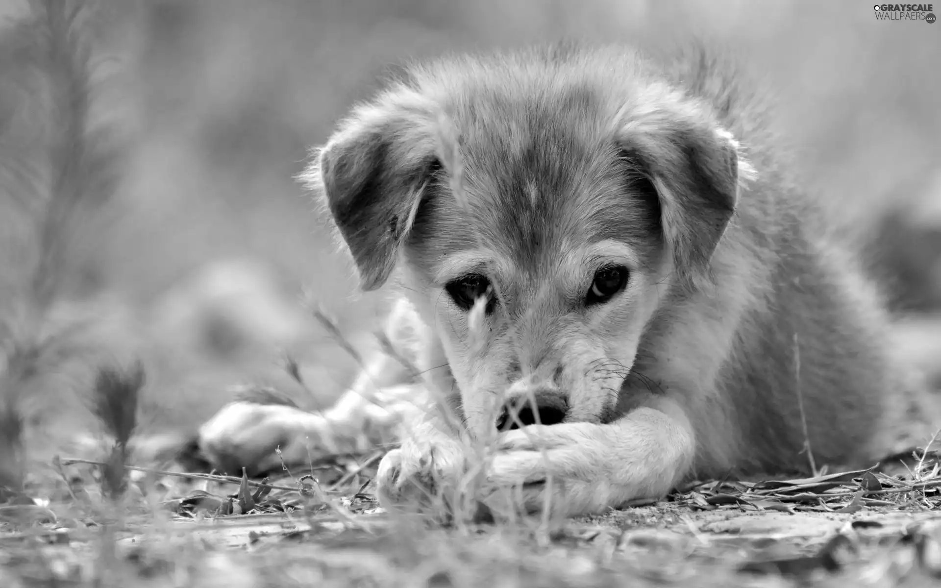 Puppy, grass