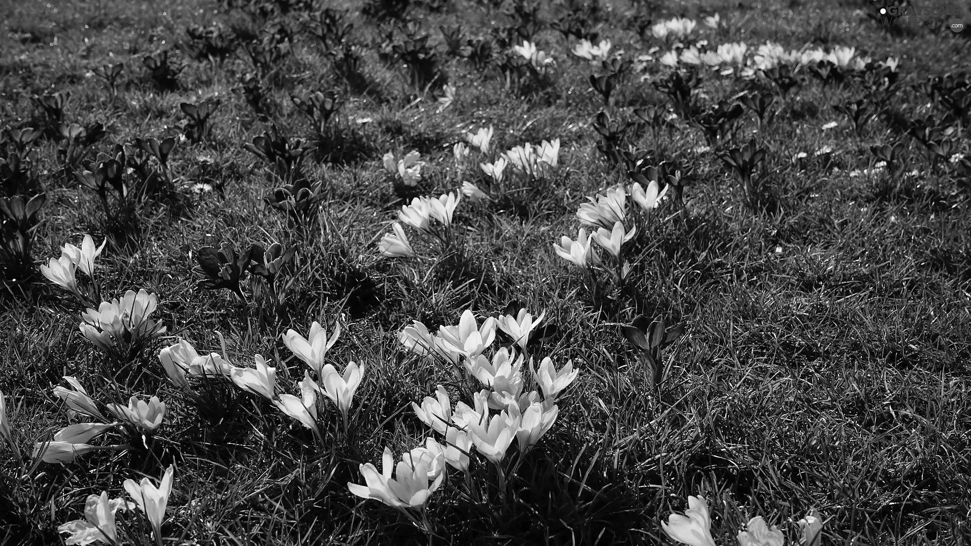 crocuses, grass, purple, Yellow, Flowers