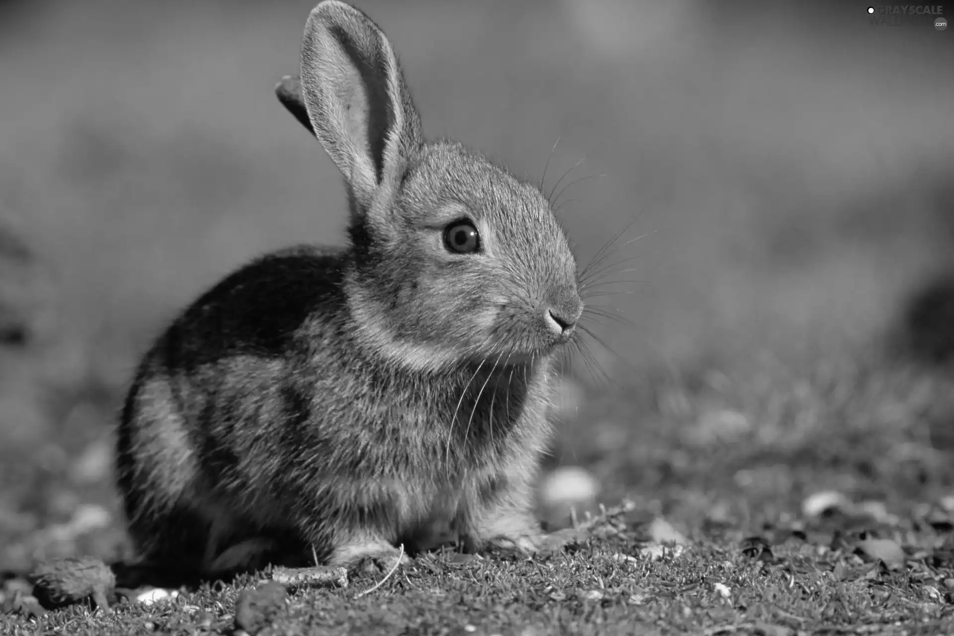 rabbit, grass