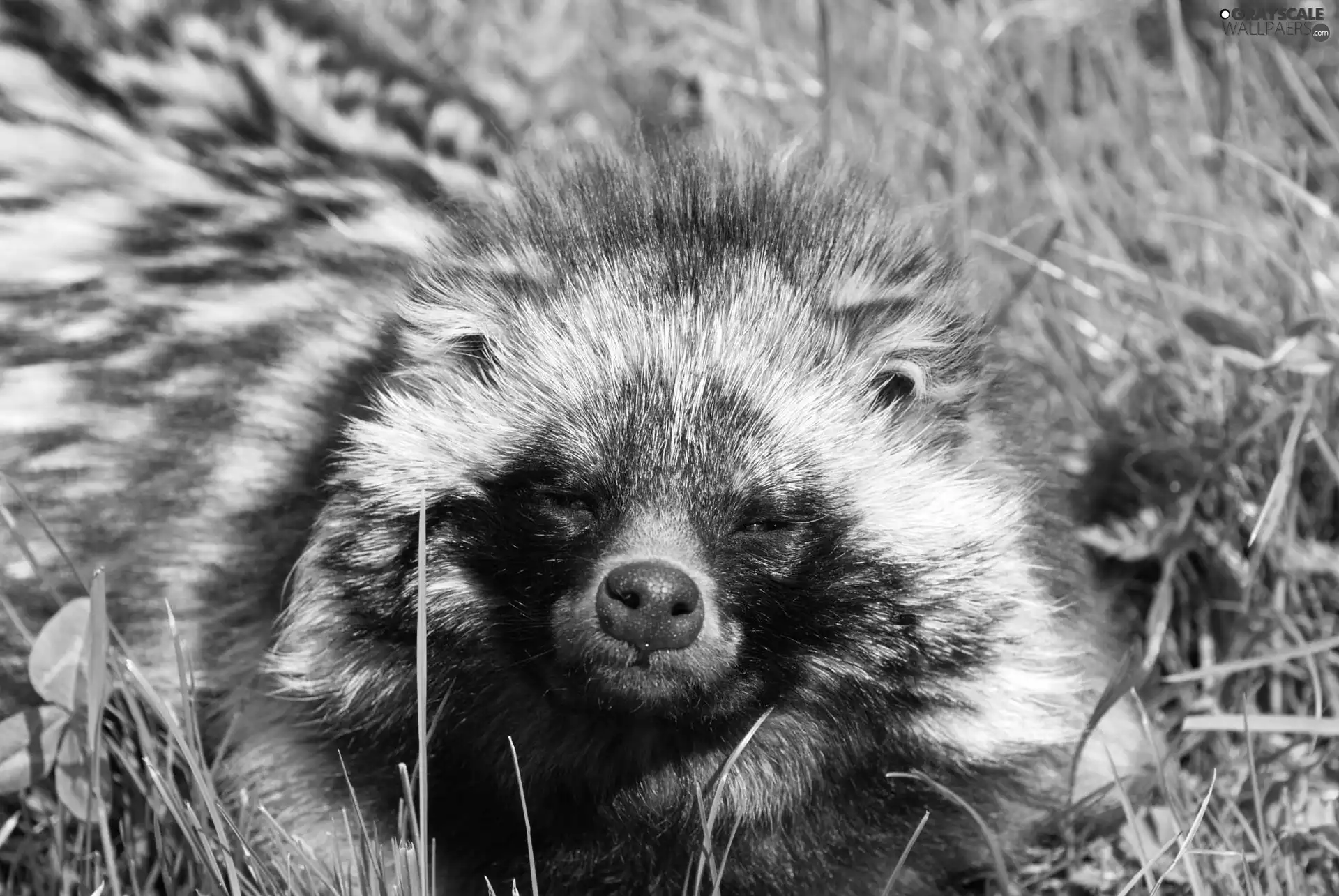 raccoon, grass