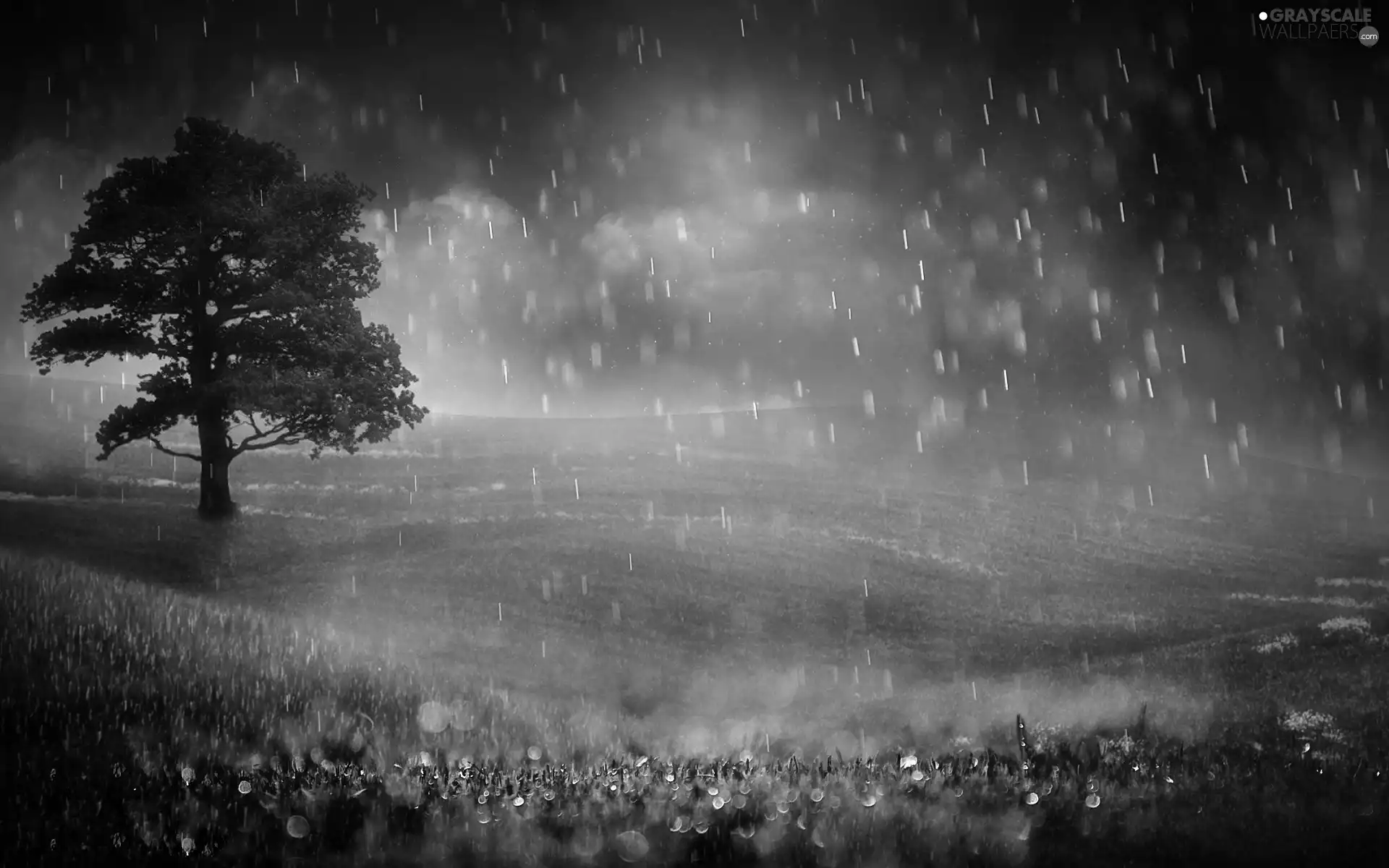 grass, trees, Rain