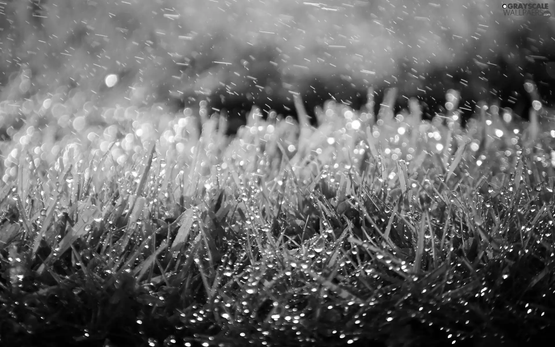 Rain, grass