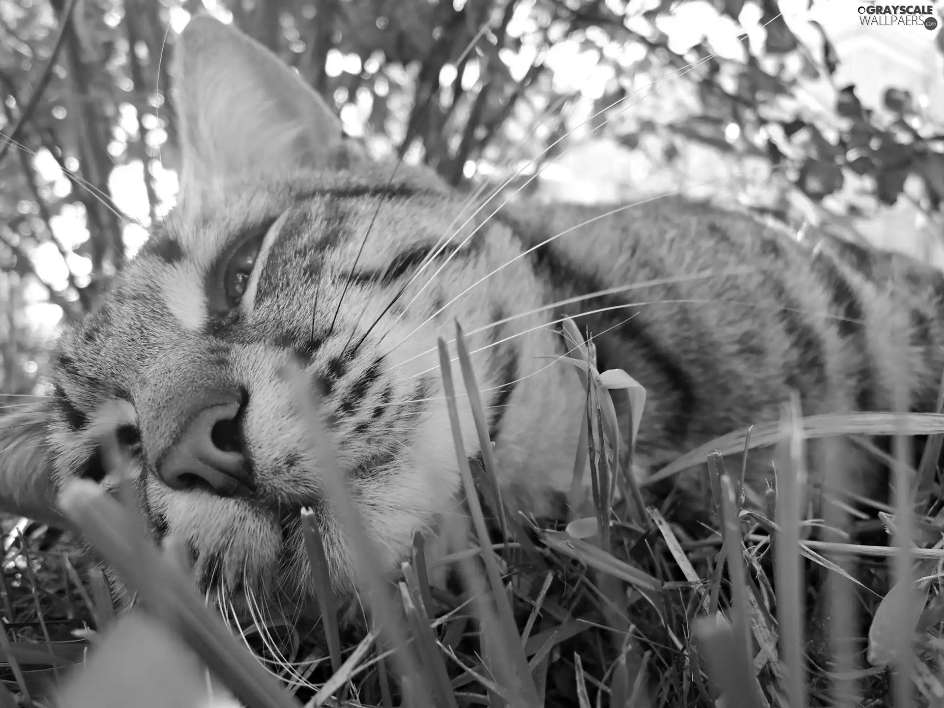 grass, cat, resting