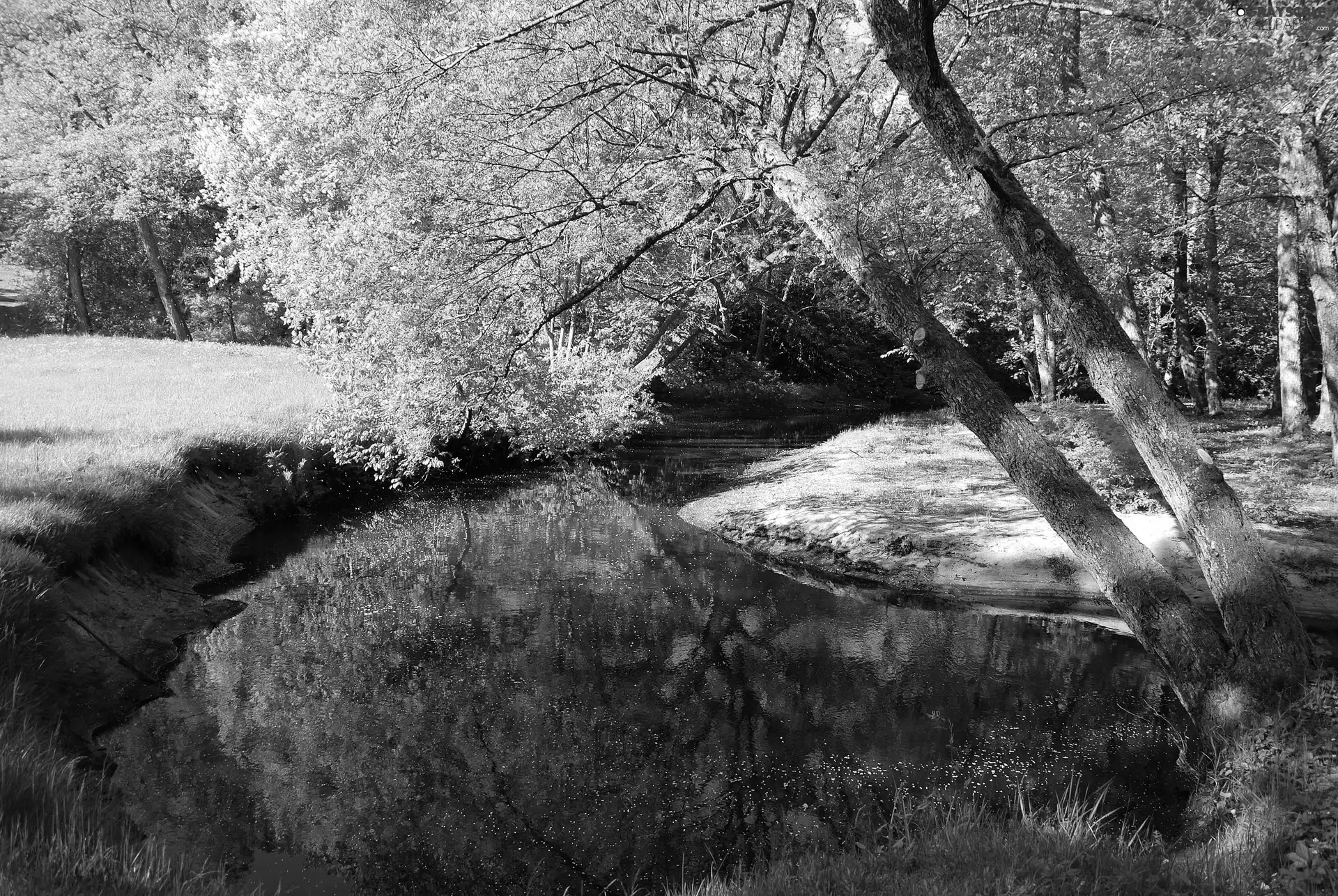 River, viewes, grass, trees