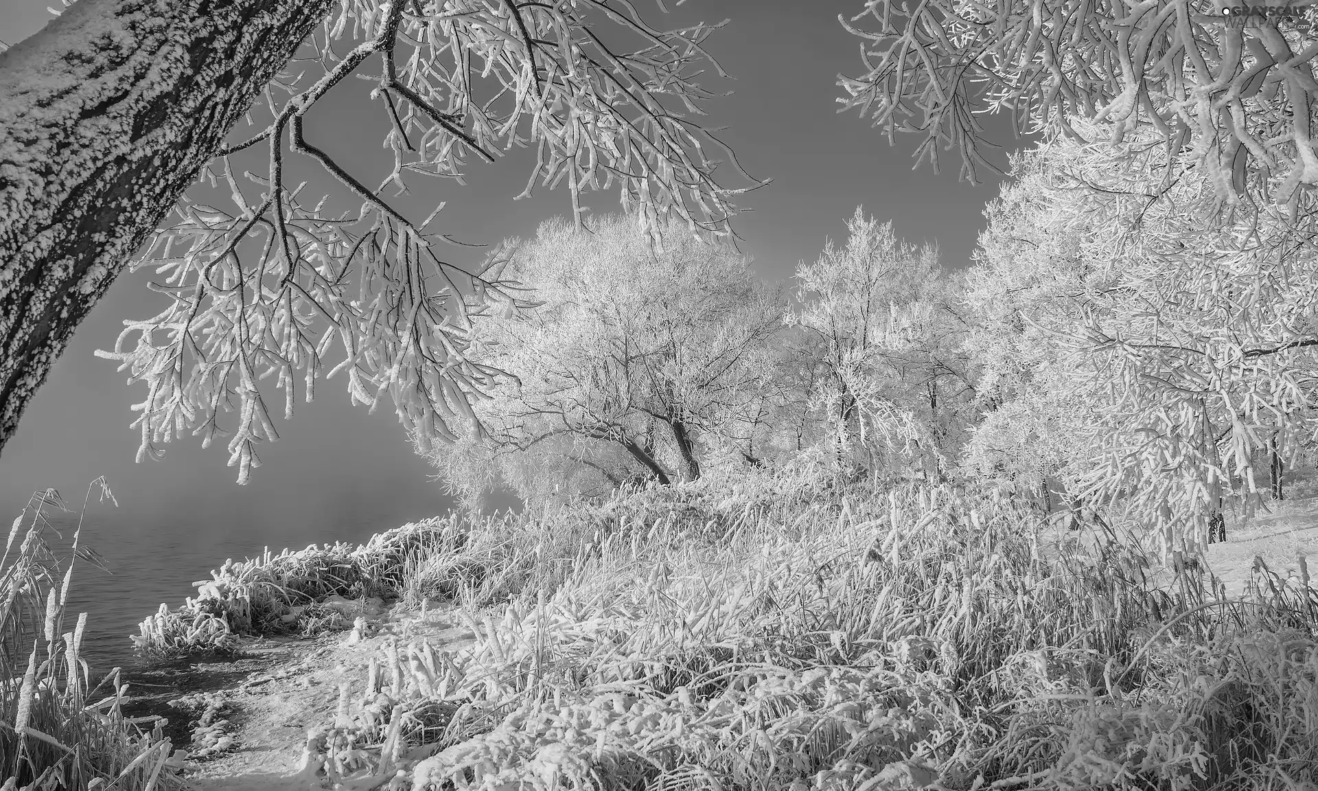 viewes, winter, River, grass, White frost, trees