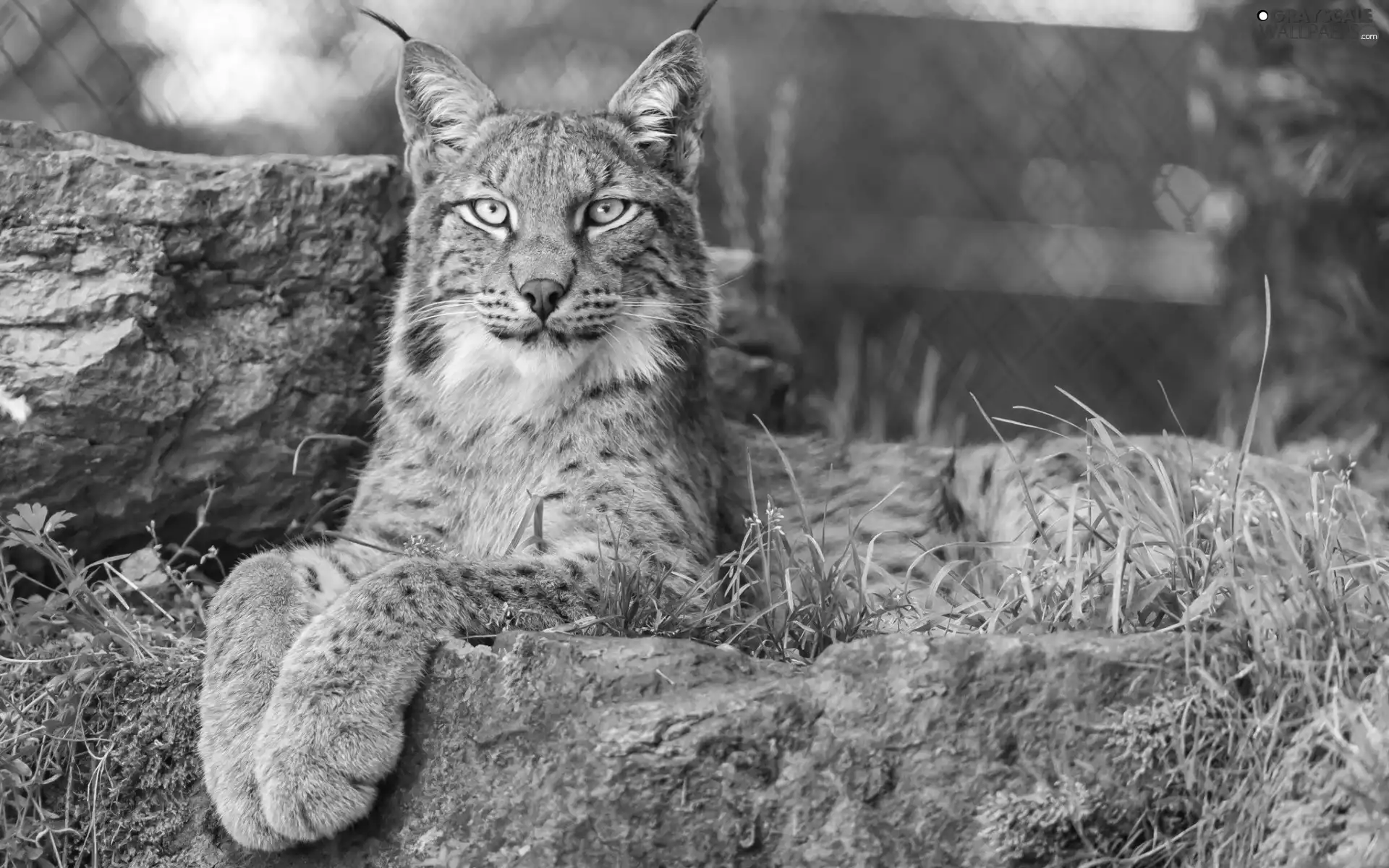 grass, Lynx, Rocks