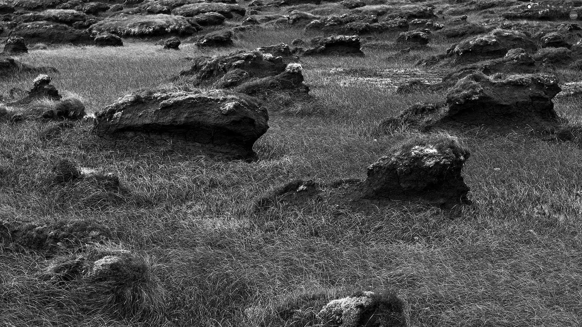 rocks, moss, grass, Wooded