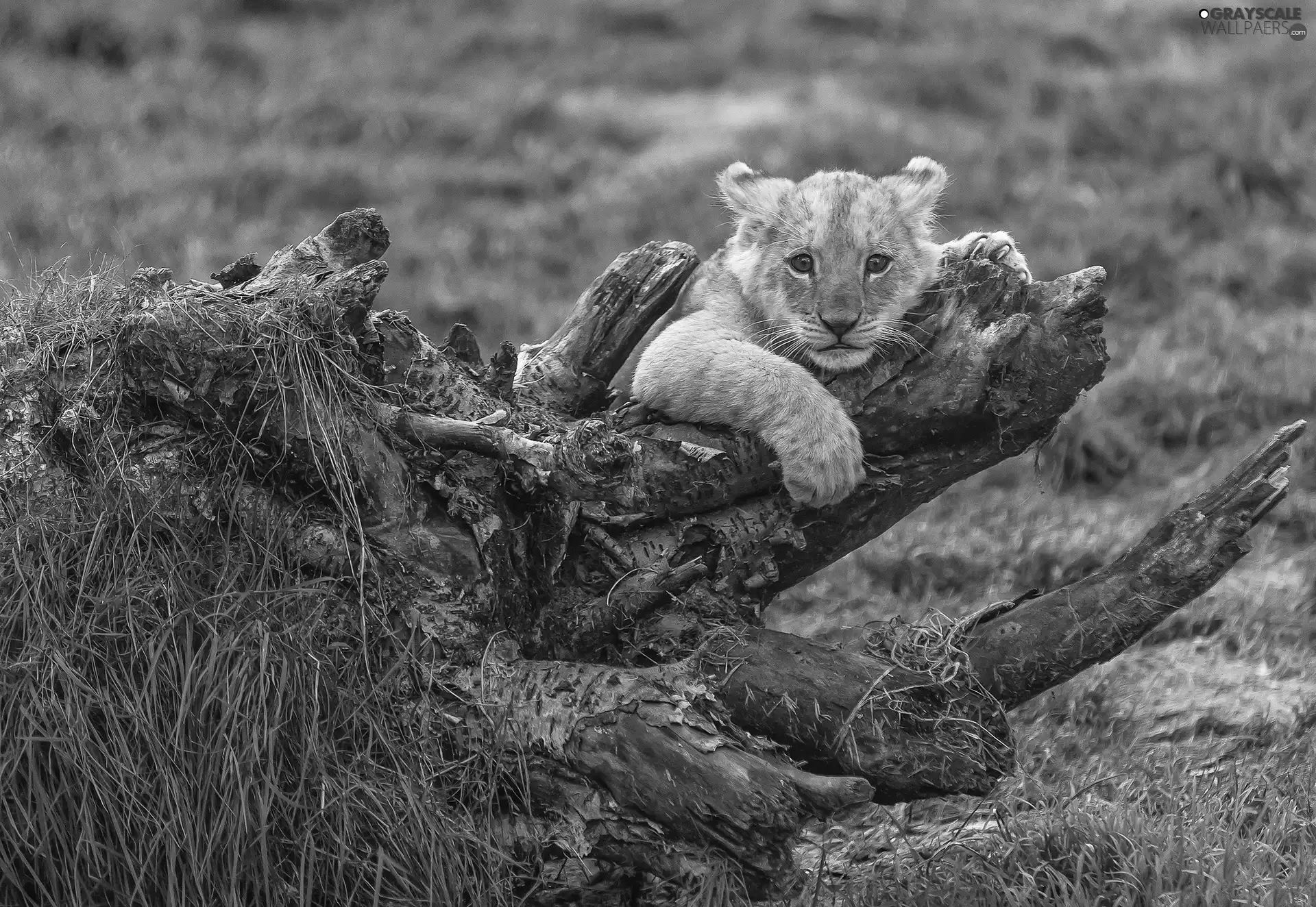 grass, lion, root