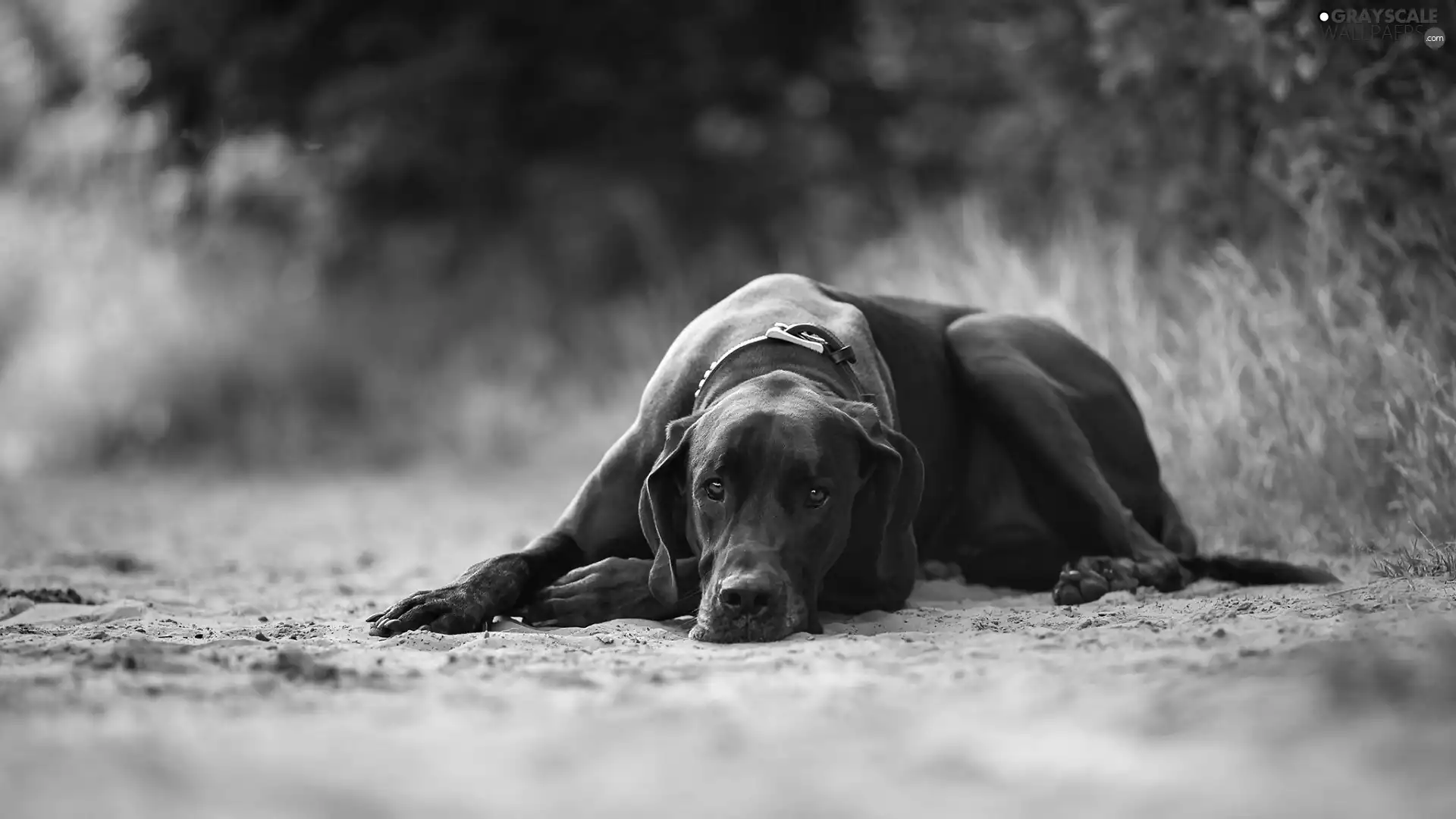 grass, Sand, Black, dog, lying