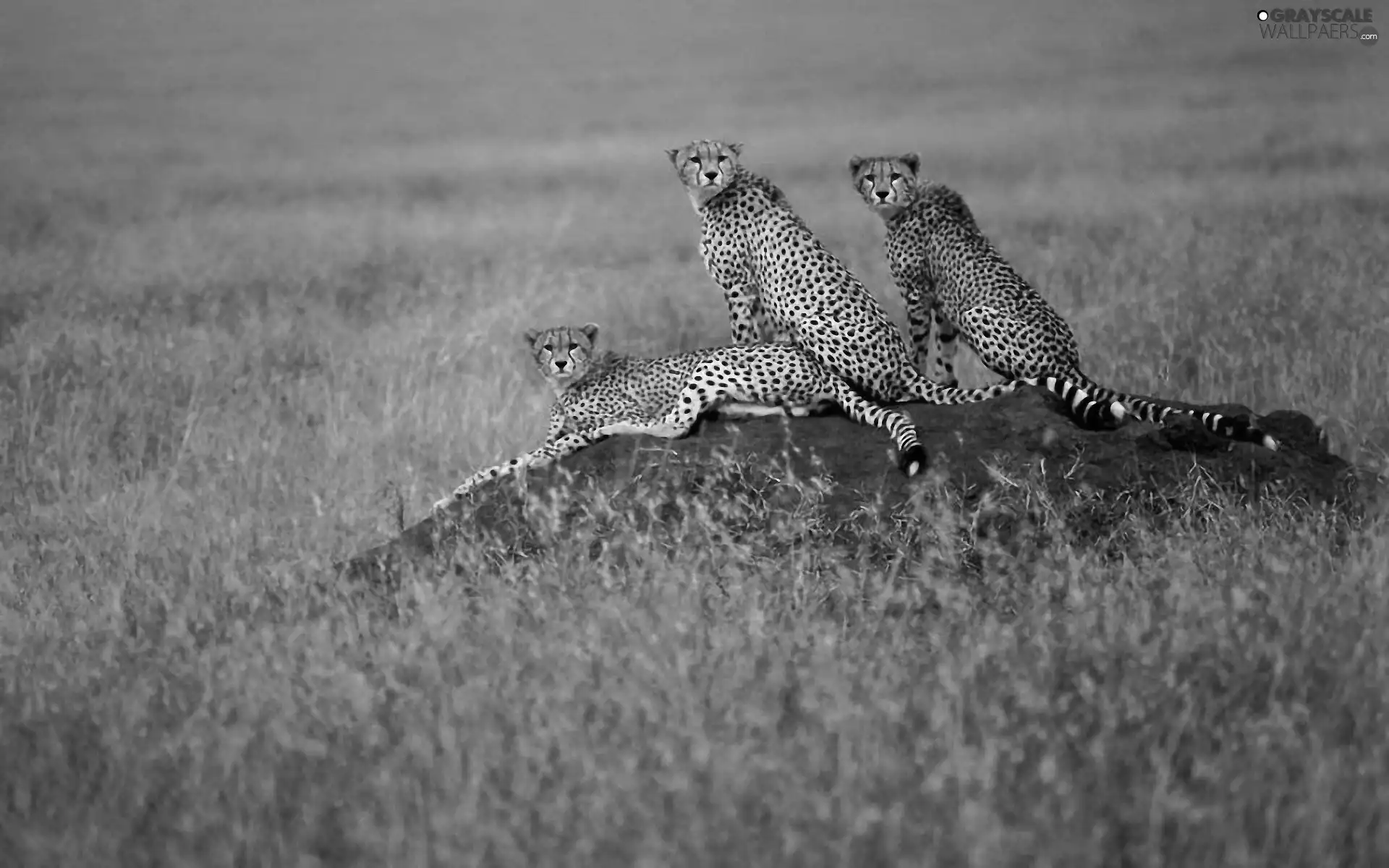 grass, Cheetah, savanna