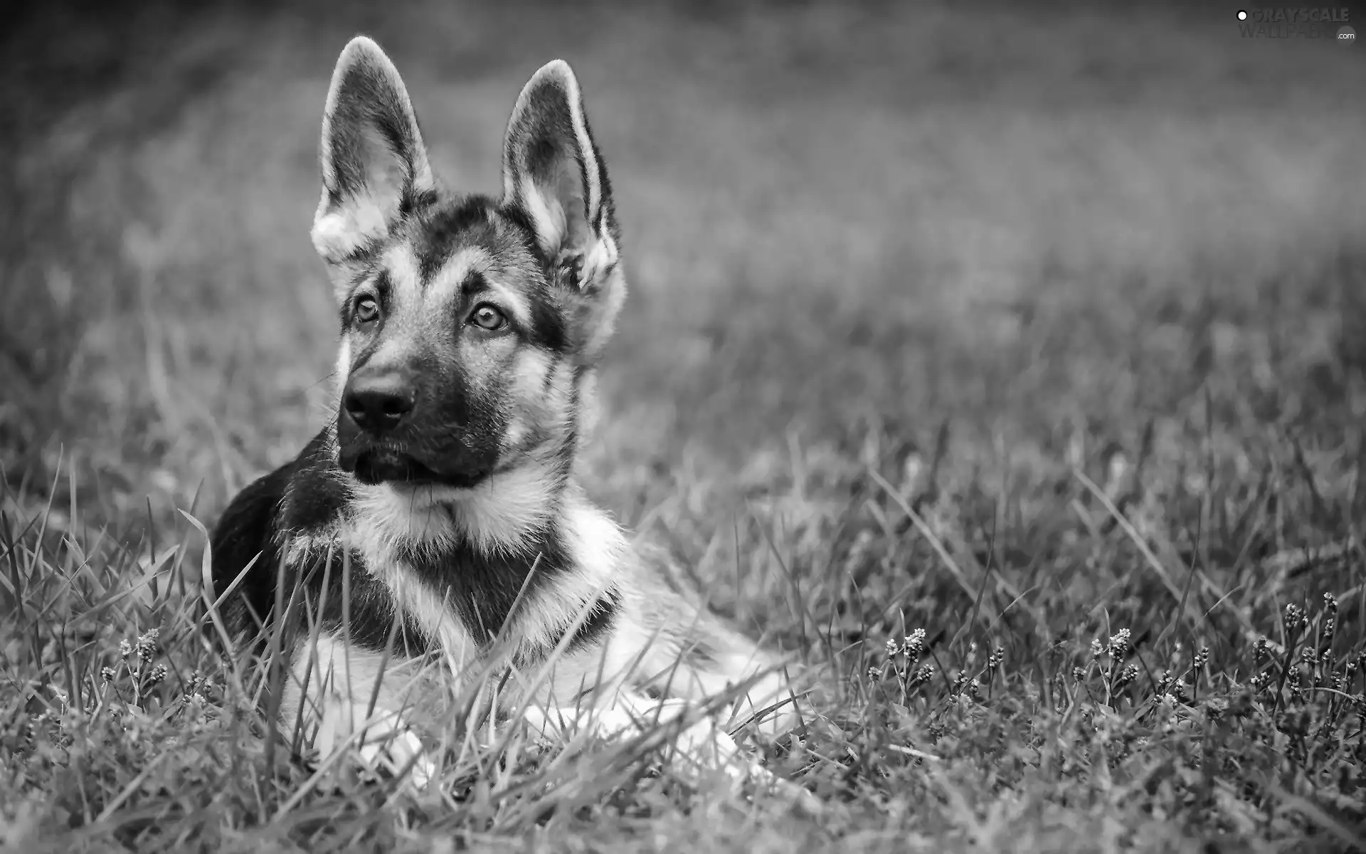 Puppy, german, grass, sheep-dog