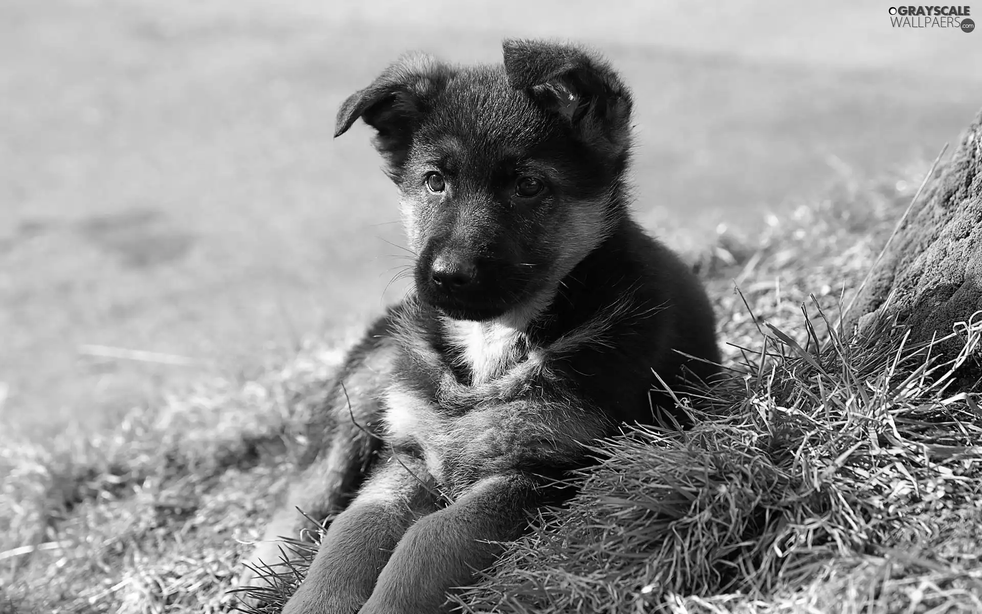 Puppy, german, grass, sheep-dog
