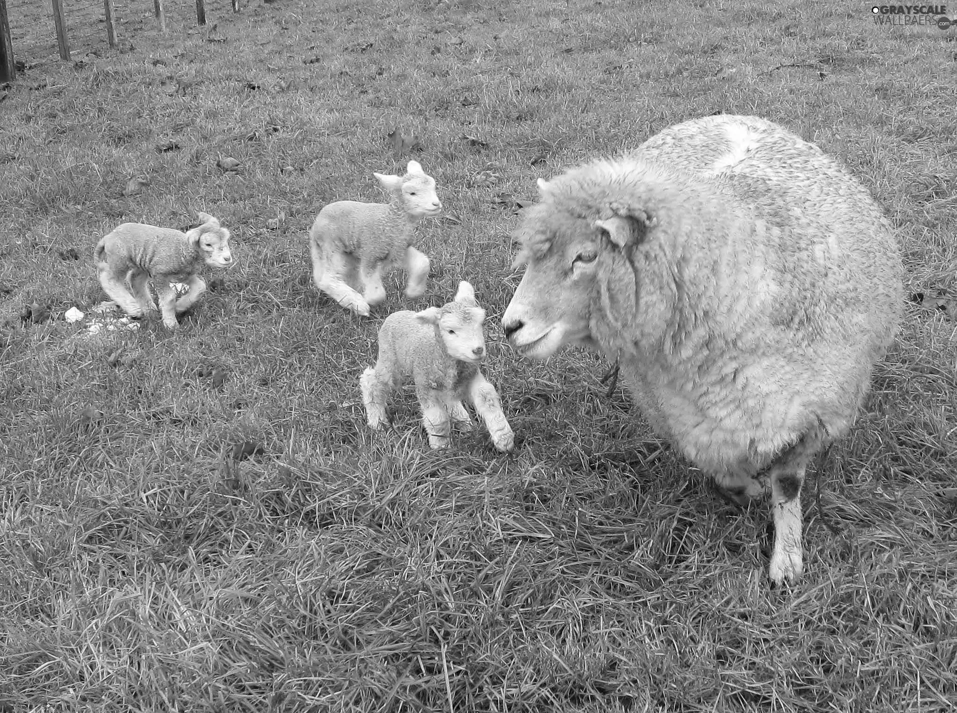 sheep, young, grass, Three