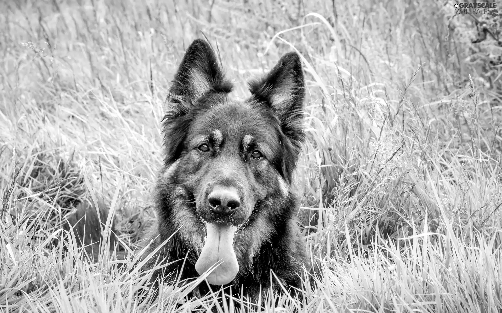 German Shepherd, grass