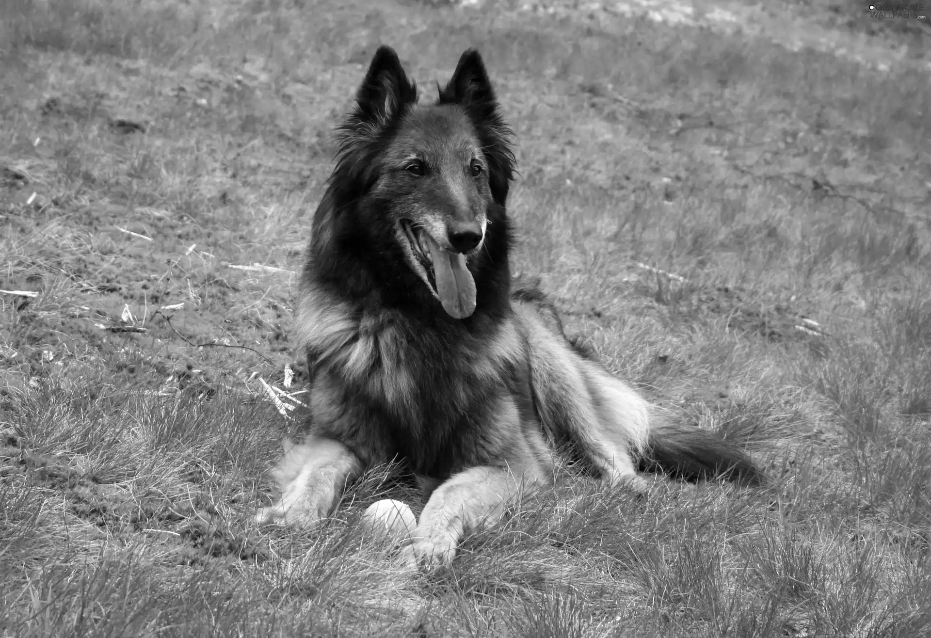 Belgian Shepherd Tervuren, grass