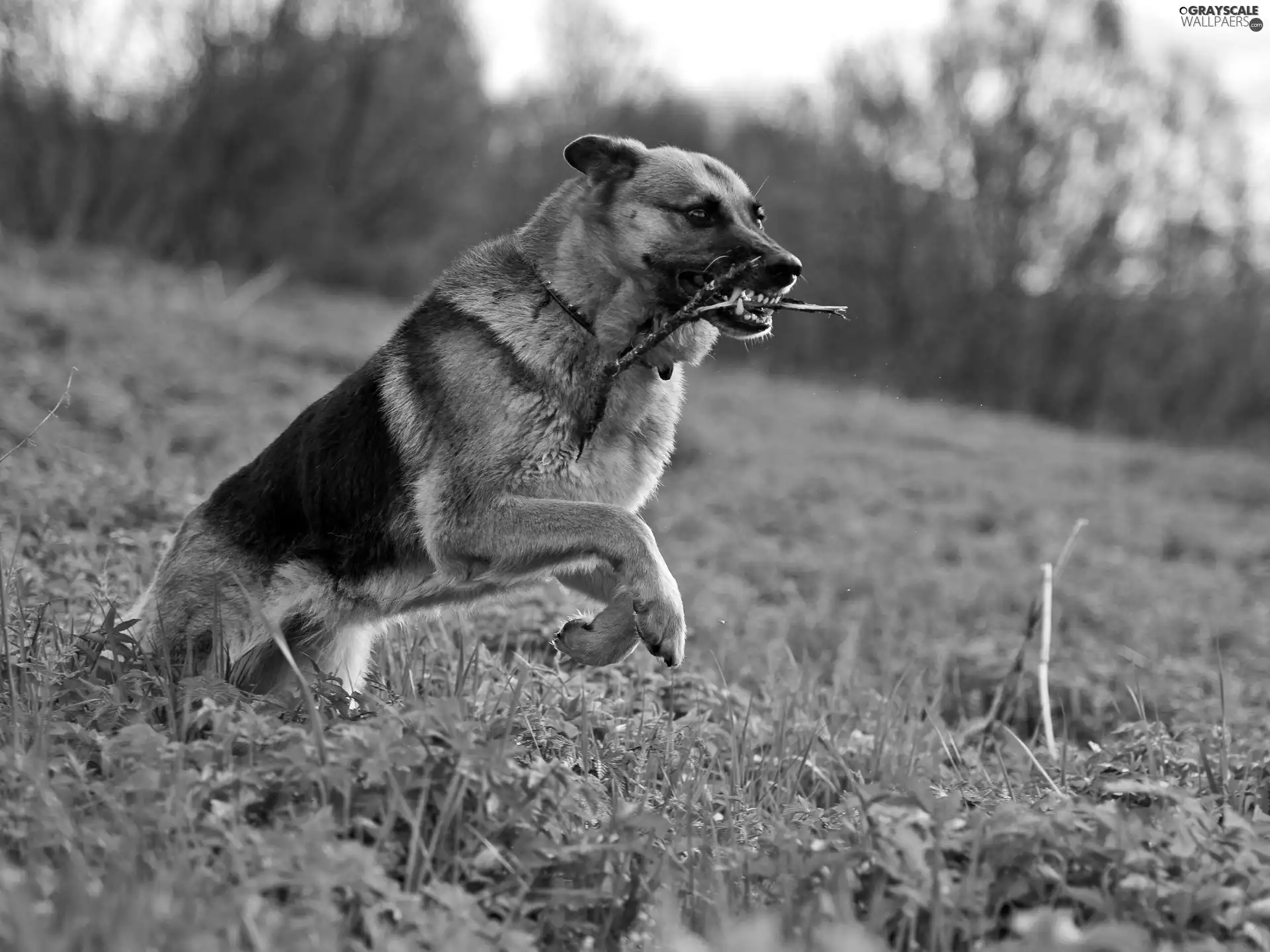 dog, stick, grass, Teeth